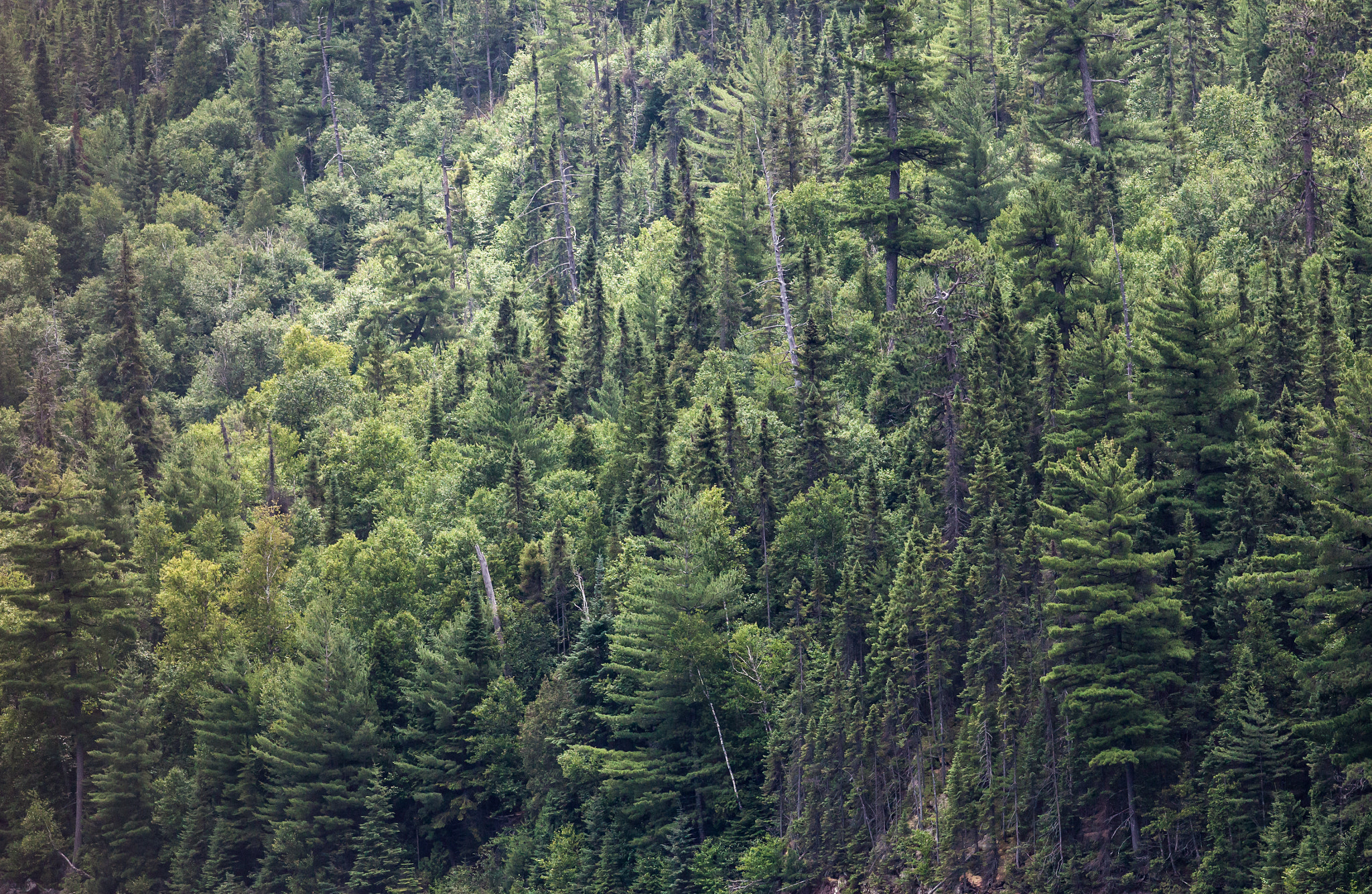 Canon EF 200mm F2.8L II USM sample photo. Forest photography