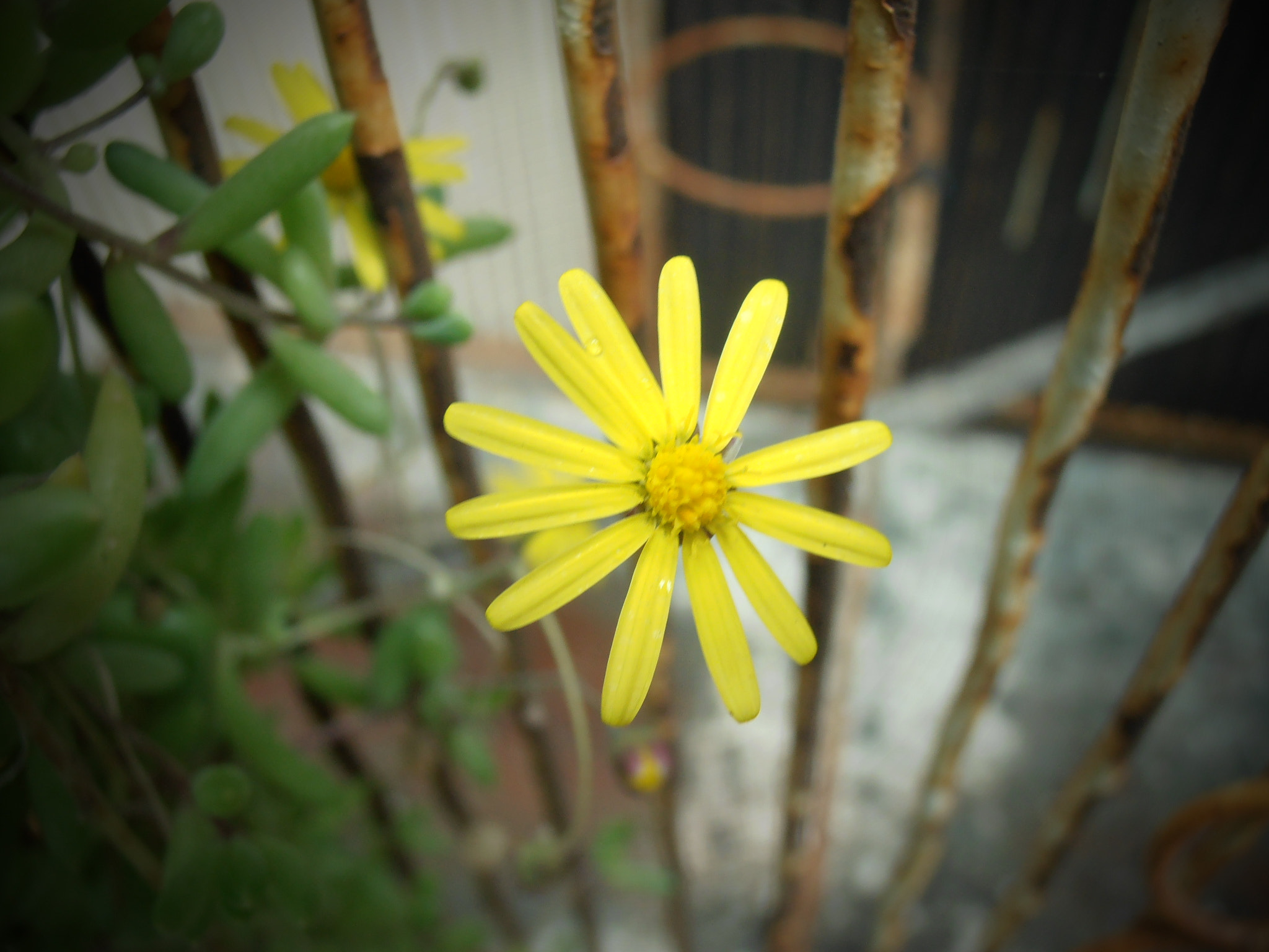 Olympus VR325,VR320,D725 sample photo. Yellow photography