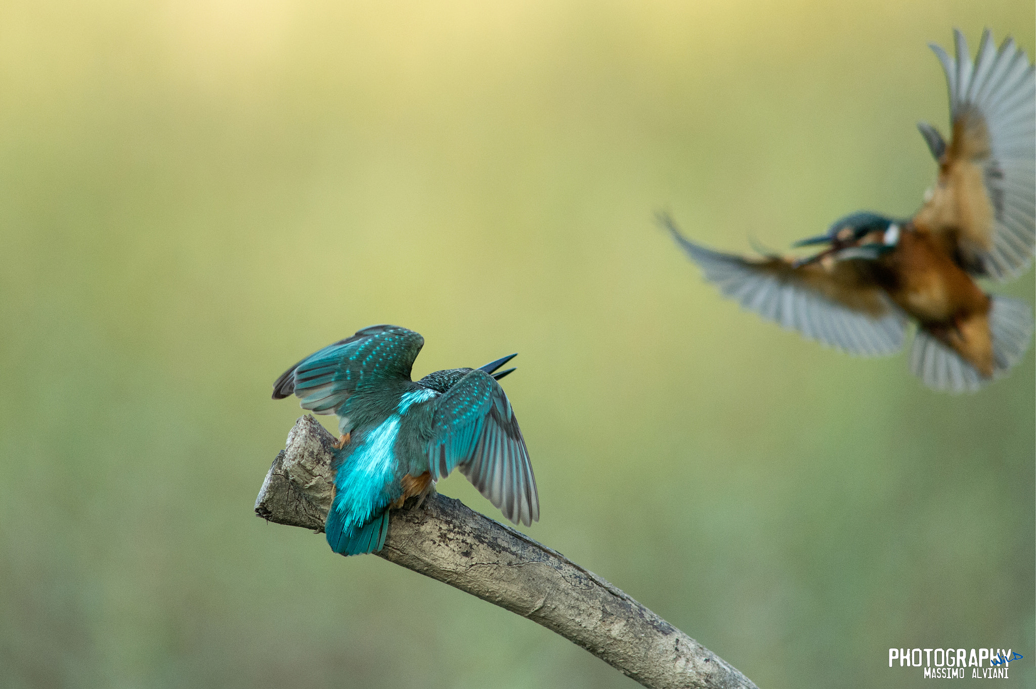 Nikon D4 + Sigma 300mm F2.8 APO EX DG HSM sample photo. Martin pescatore - alcedo atthis. photography