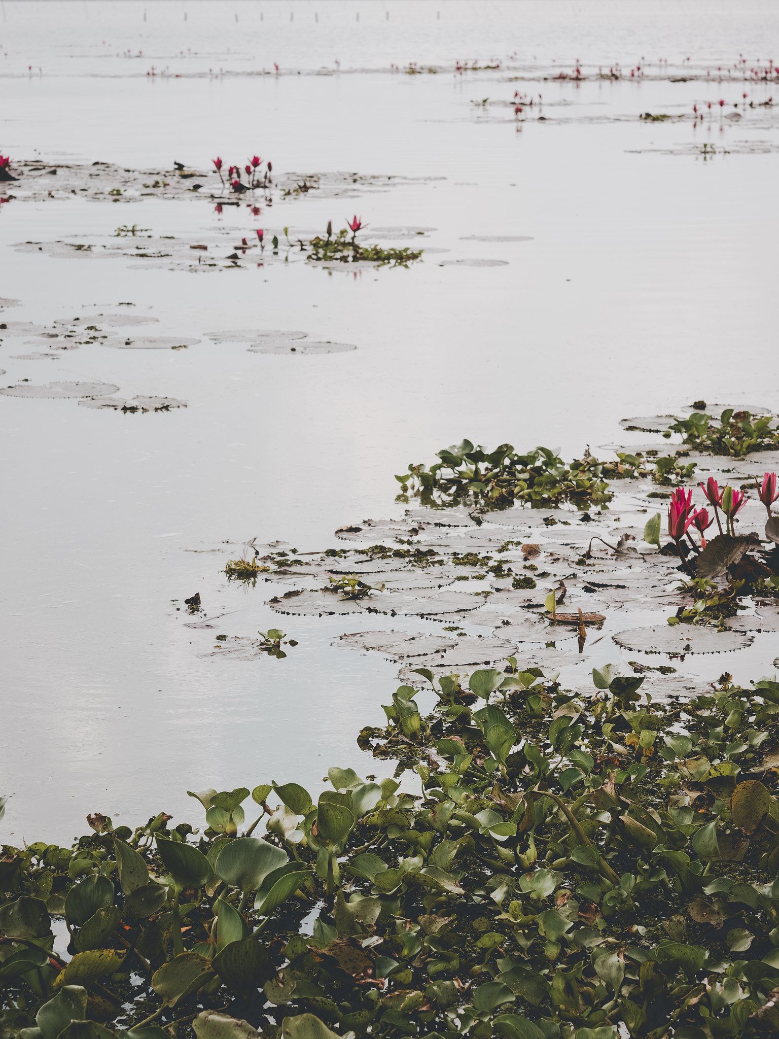 Nikon AF-S Micro-Nikkor 60mm F2.8G ED sample photo. Lake in phayao photography