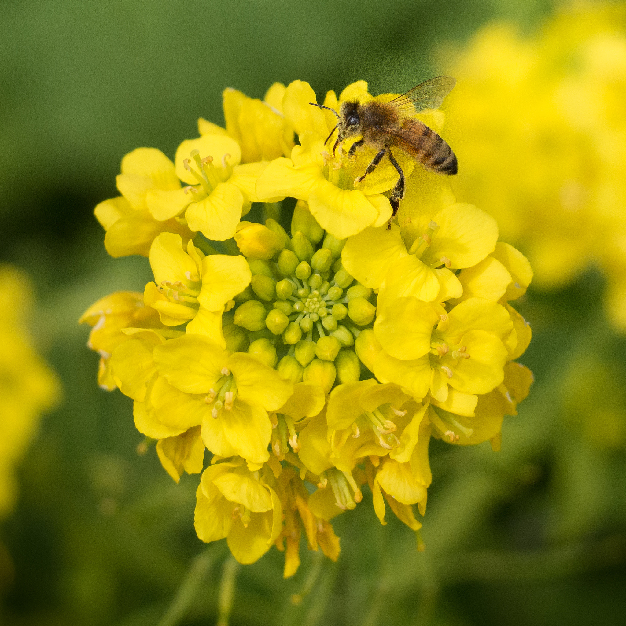 Olympus PEN E-P5 sample photo. Bee and flower photography