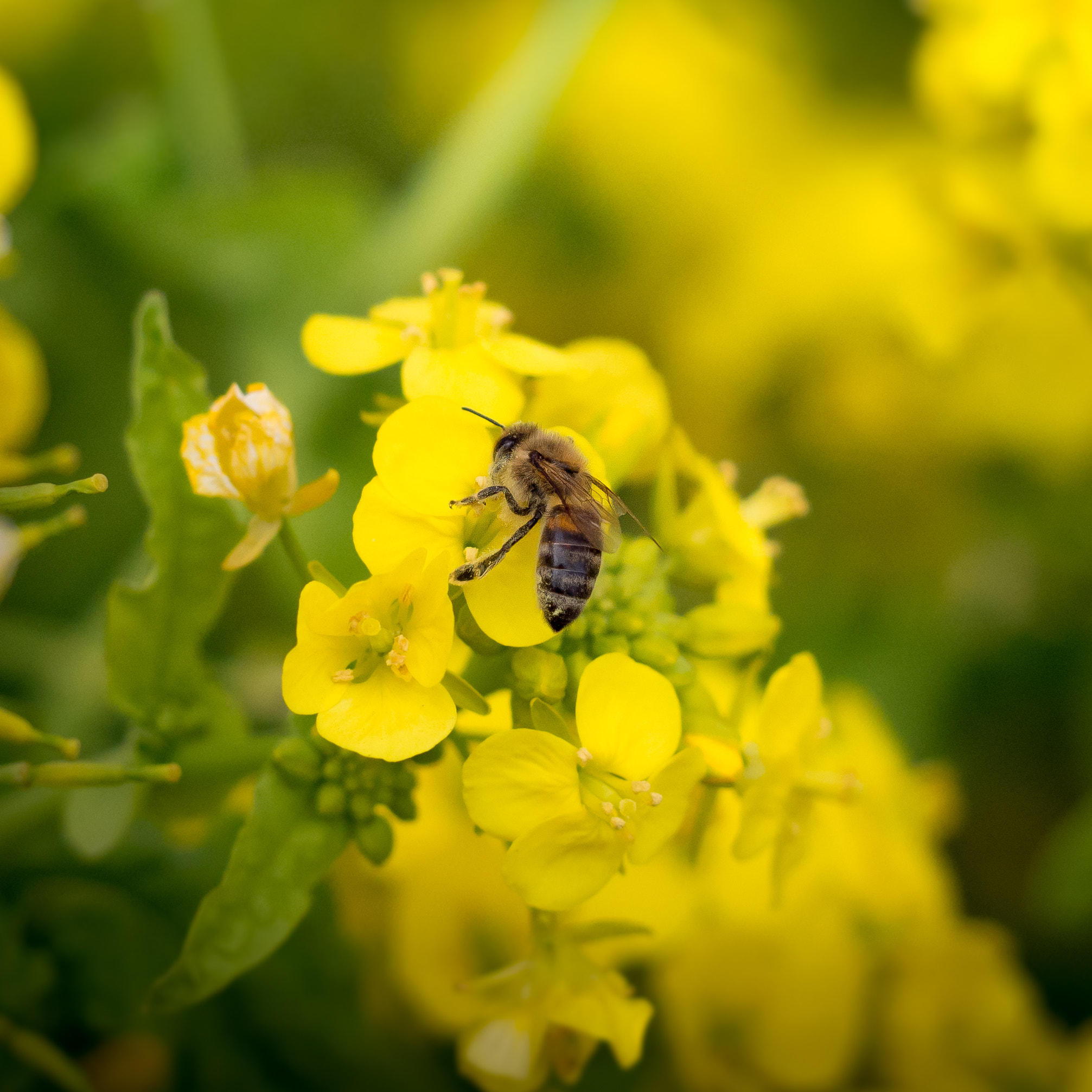 Olympus PEN E-P5 sample photo. Bee and flower photography