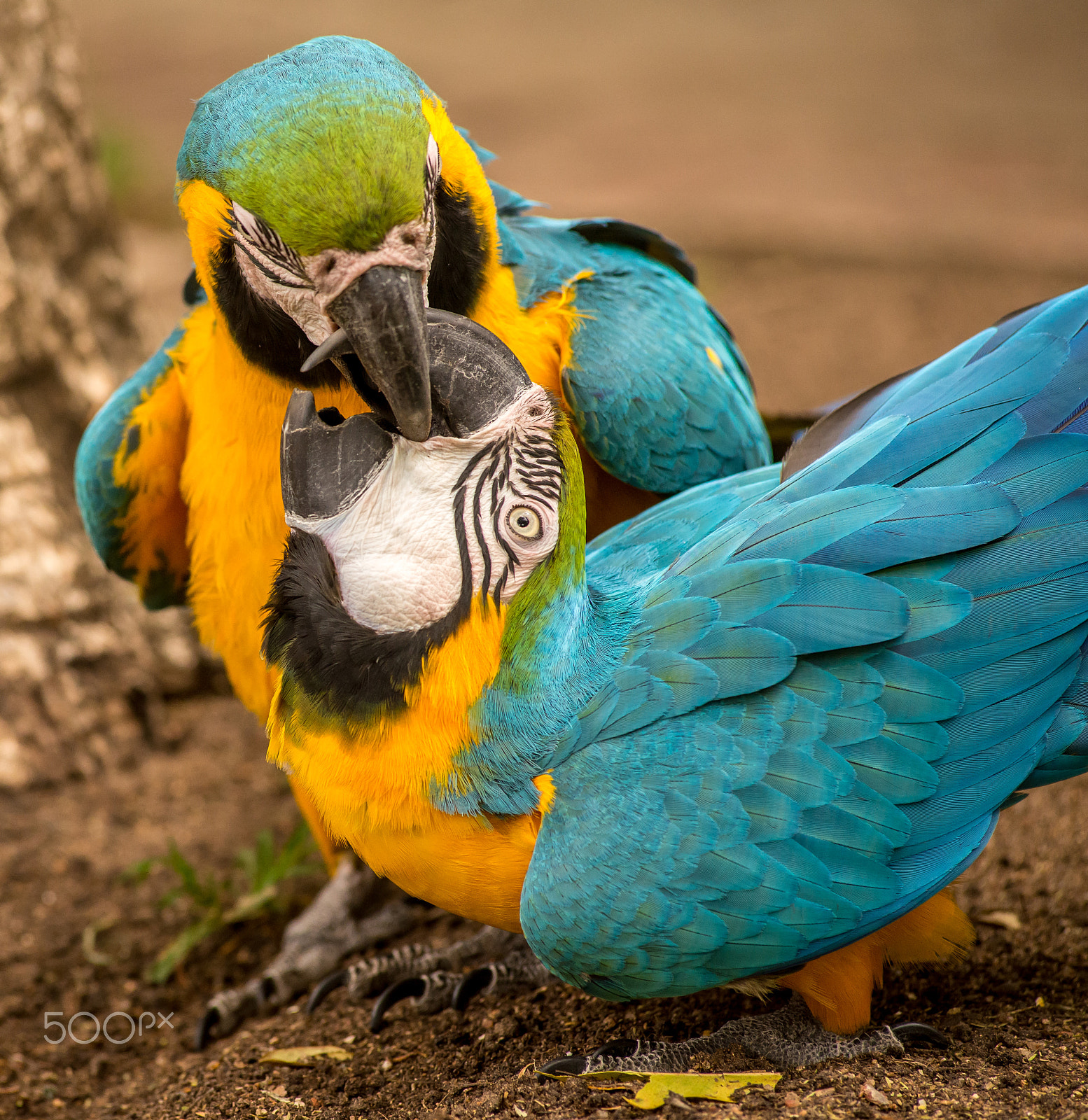 Nikon D600 + AF Zoom-Nikkor 80-200mm f/2.8 ED sample photo. Fighting parrots photography