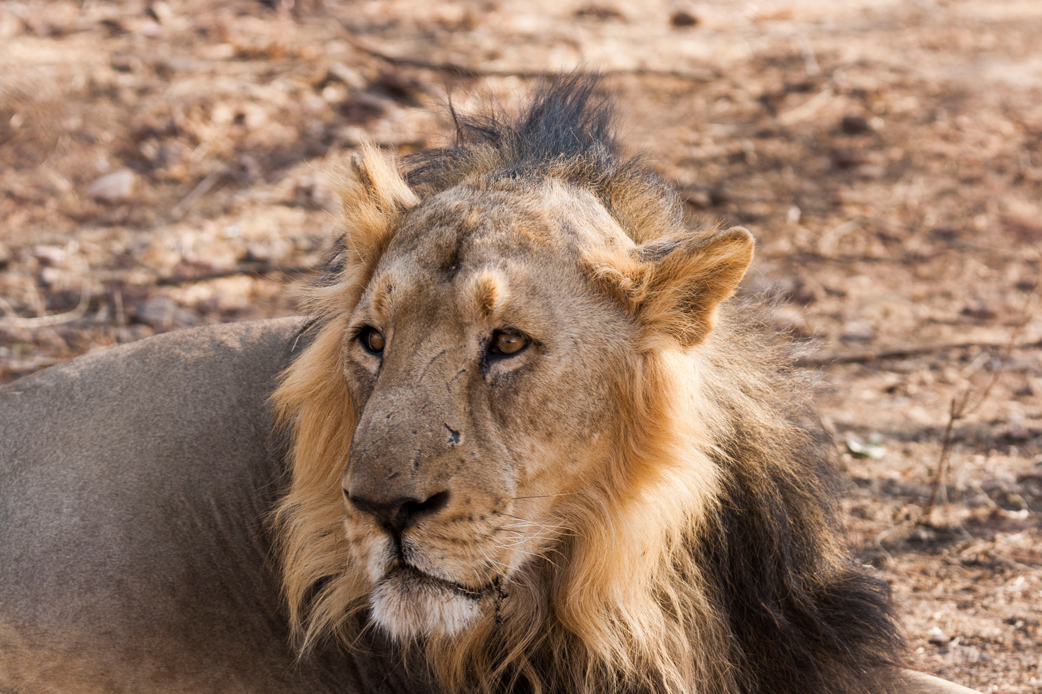 Tamron SP 150-600mm F5-6.3 Di VC USD sample photo. Asiatic lion photography