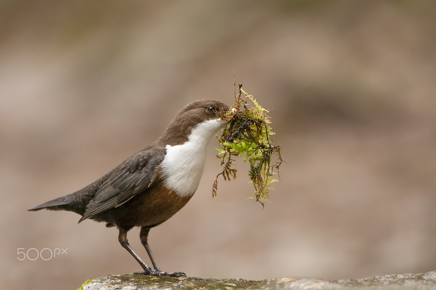 Nikon AF-S Nikkor 200-400mm F4G ED-IF VR sample photo. Dipper with nest material photography