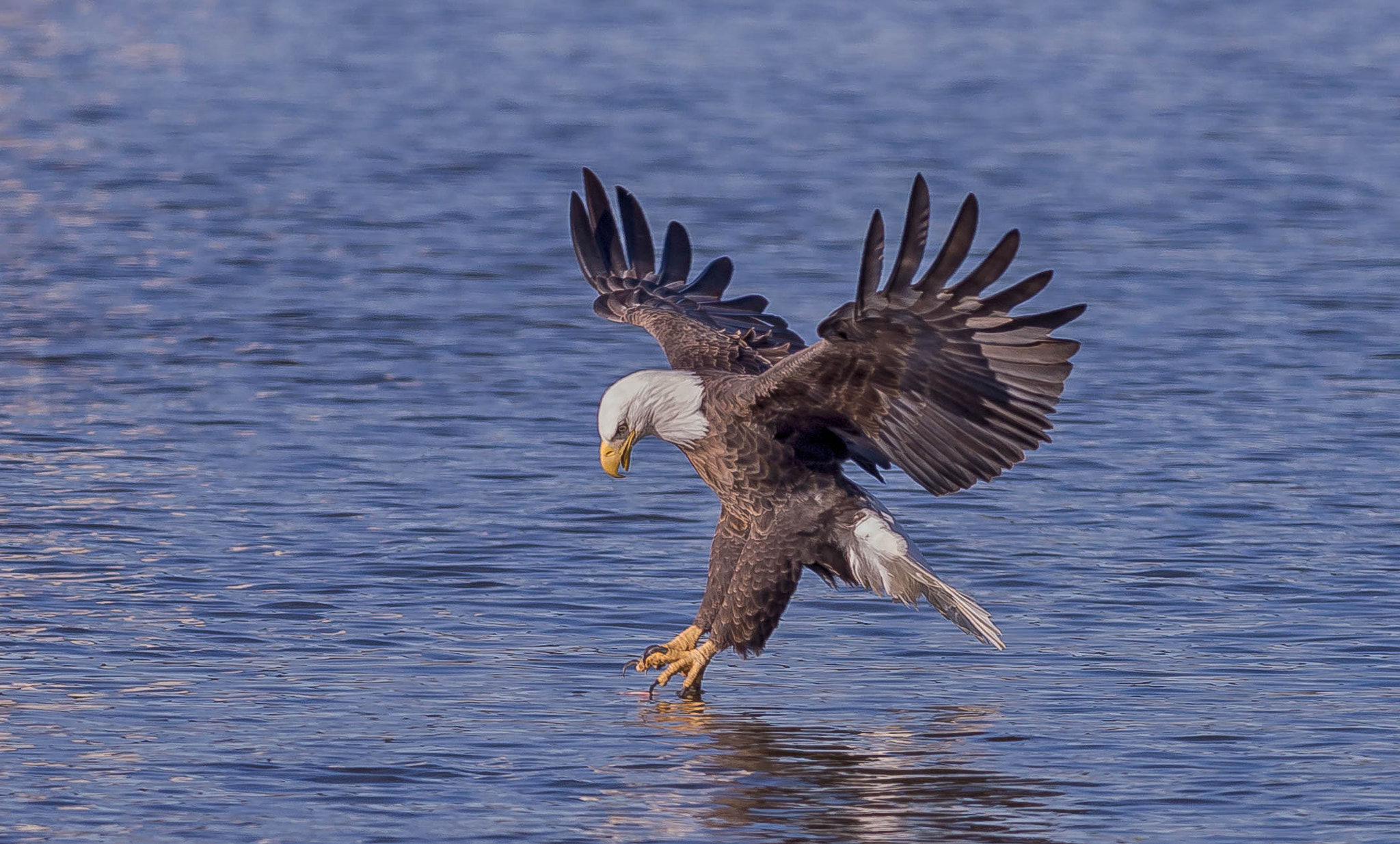 Nikon AF-S Nikkor 300mm F2.8G ED VR II sample photo. Feet wet photography