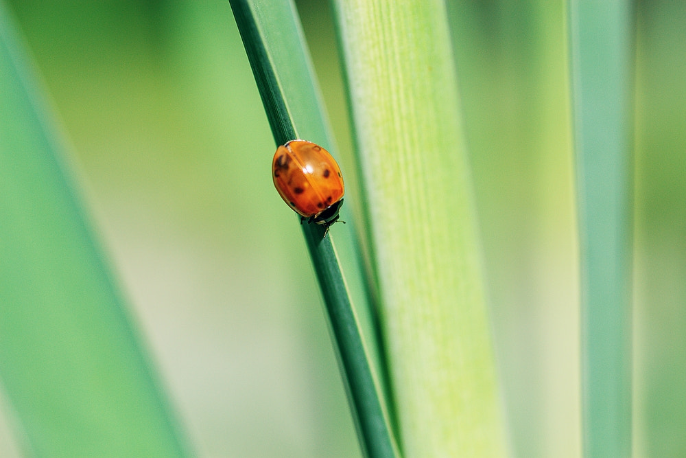 Canon EOS 600D (Rebel EOS T3i / EOS Kiss X5) + Canon EF 50mm F2.5 Macro sample photo. Ladybug photography