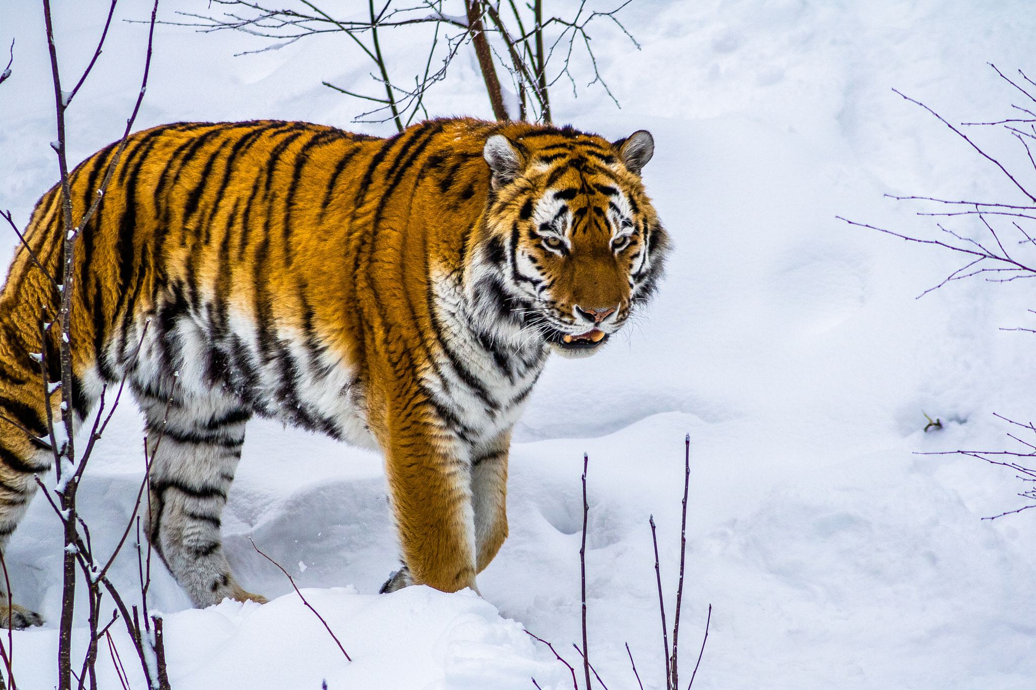 Canon EF 55-200mm F4.5-5.6 II USM sample photo. Tiger - orsa rovdjurspark - sweden photography