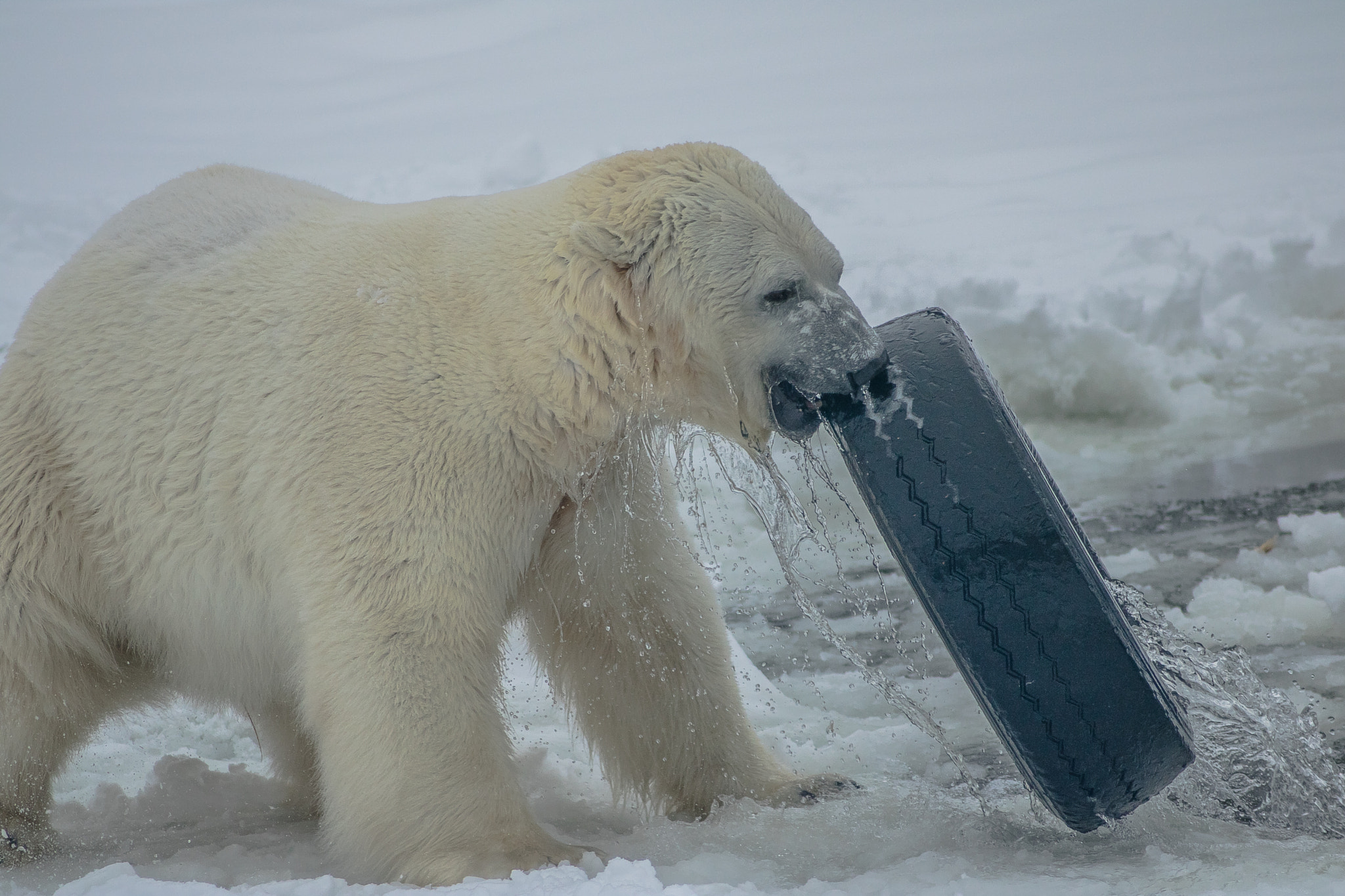 Canon EOS 750D (EOS Rebel T6i / EOS Kiss X8i) + Canon EF 55-200mm F4.5-5.6 II USM sample photo. Polar bear playing with a tire - orsa rovdjurspark - sweden photography