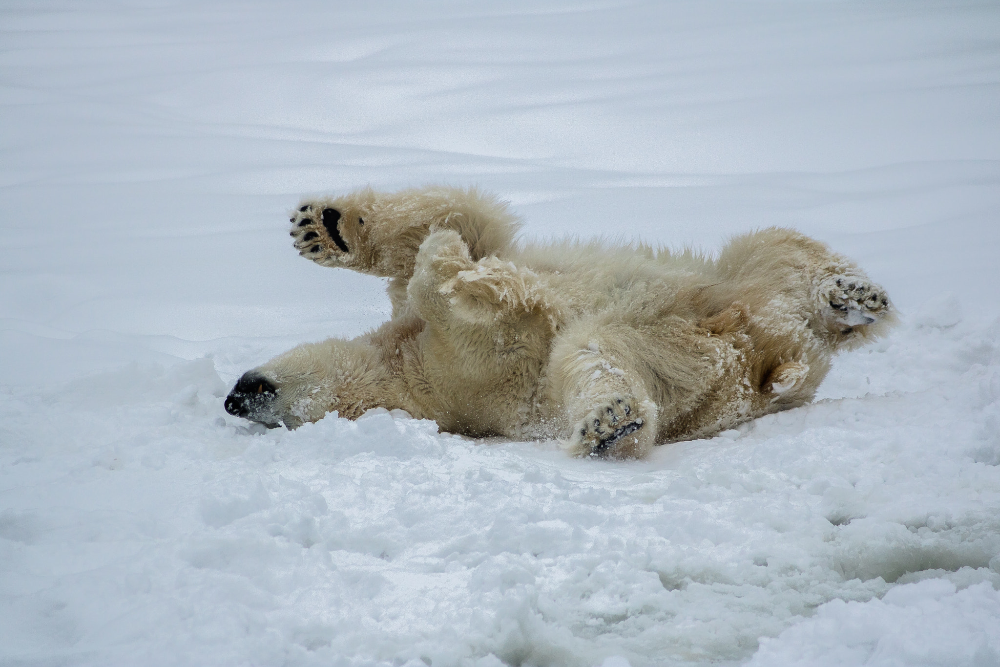Canon EF 55-200mm F4.5-5.6 II USM sample photo. Polar bear - orsa rovdjurspark - sweden photography