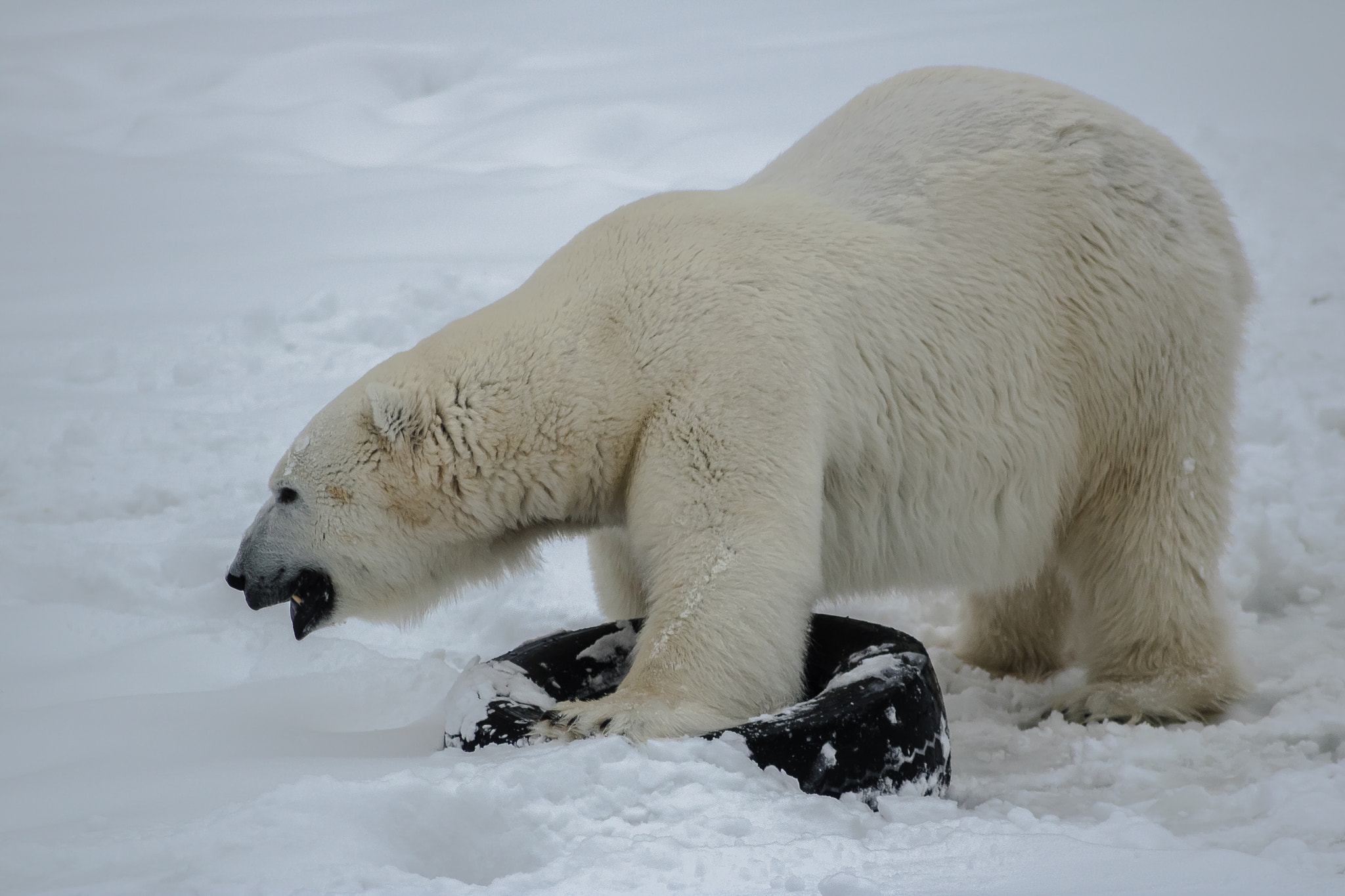 Canon EF 55-200mm F4.5-5.6 II USM sample photo. Img_5340.jpgpolar bear - orsa rovdjurspark - sweden photography