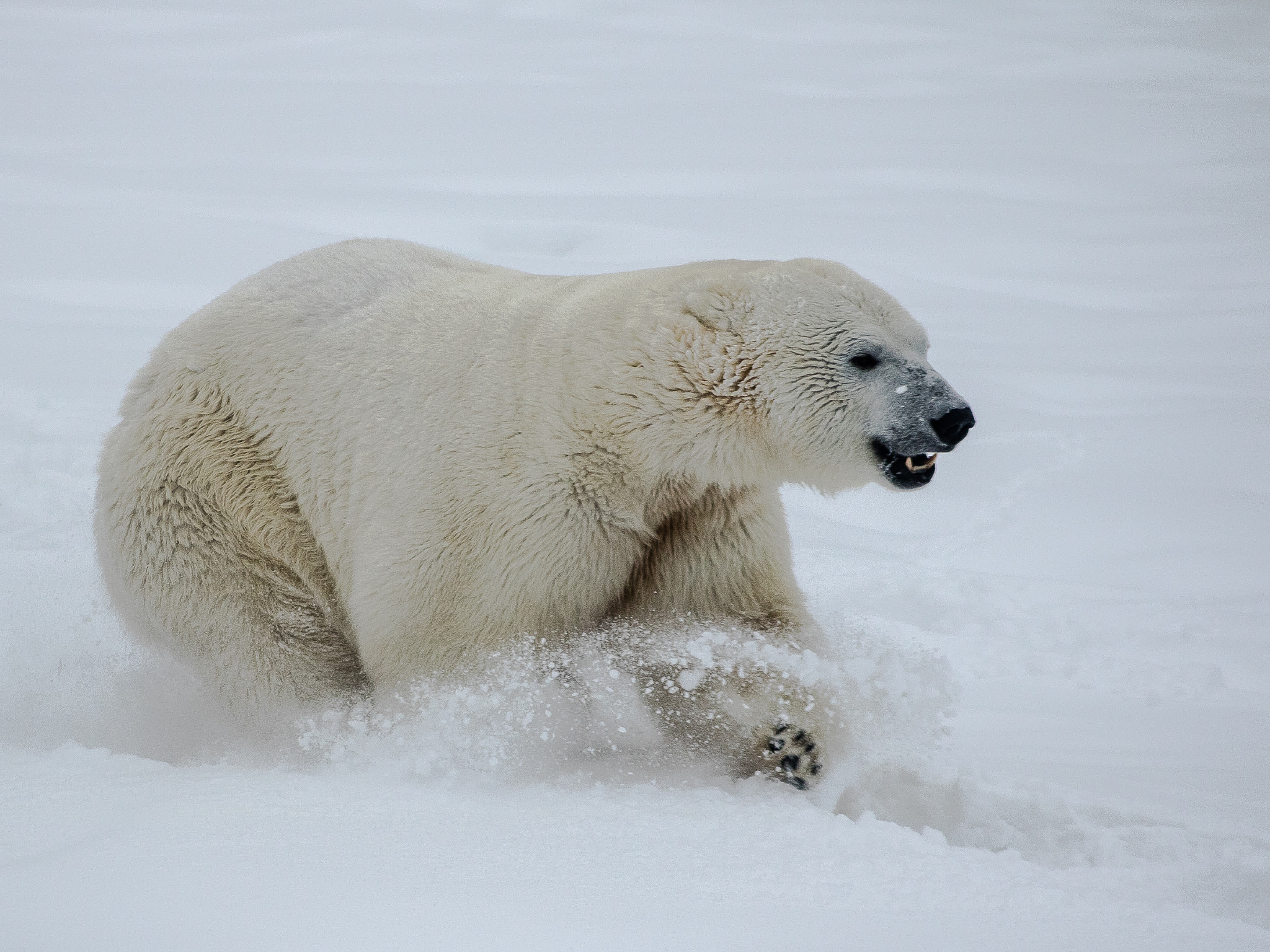 Canon EF 55-200mm F4.5-5.6 II USM sample photo. Polar bear running - orsa rovdjurspark - sweden photography