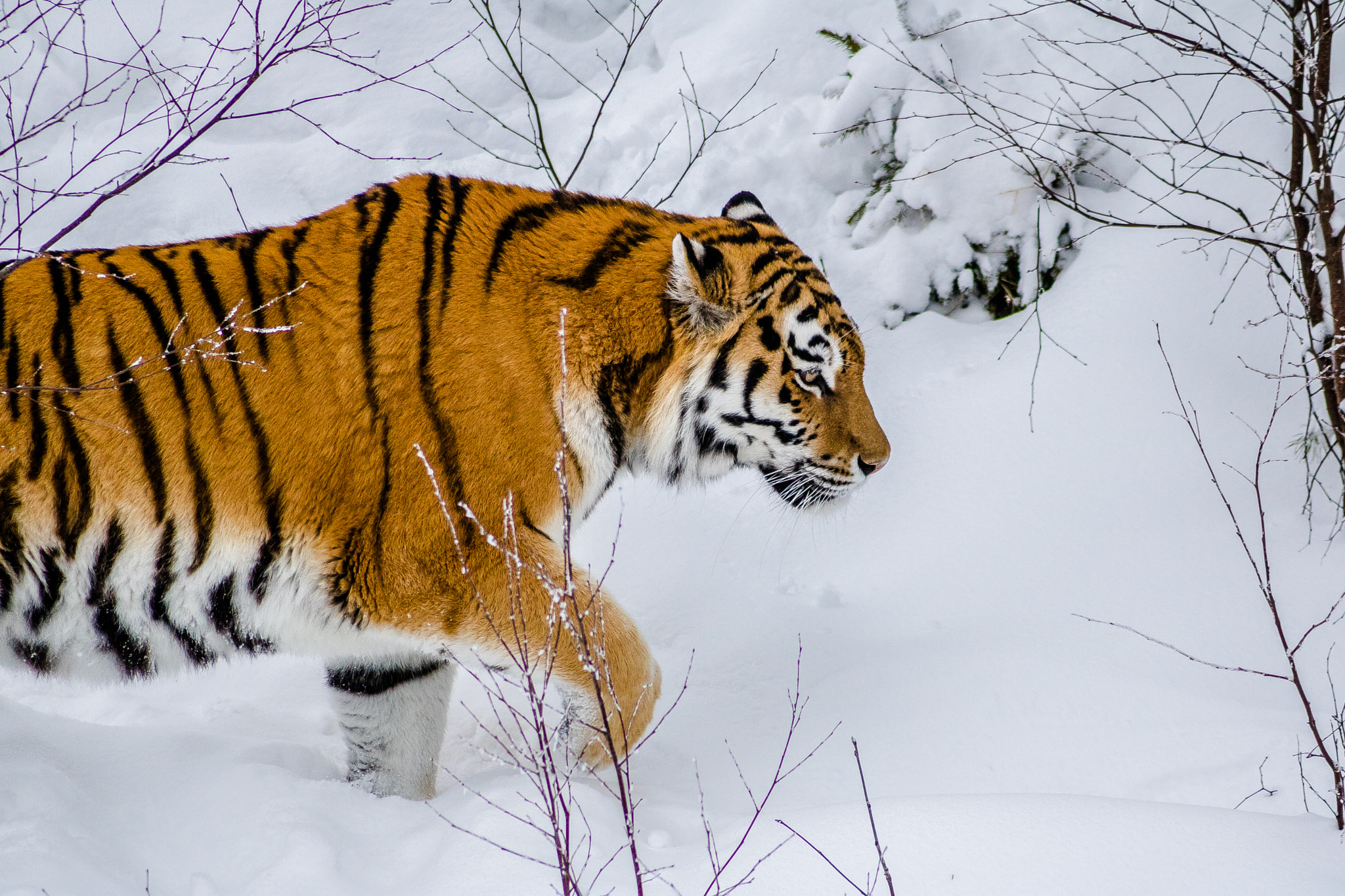 Canon EF 55-200mm F4.5-5.6 II USM sample photo. Tiger - orsa rovdjurspark - sweden photography