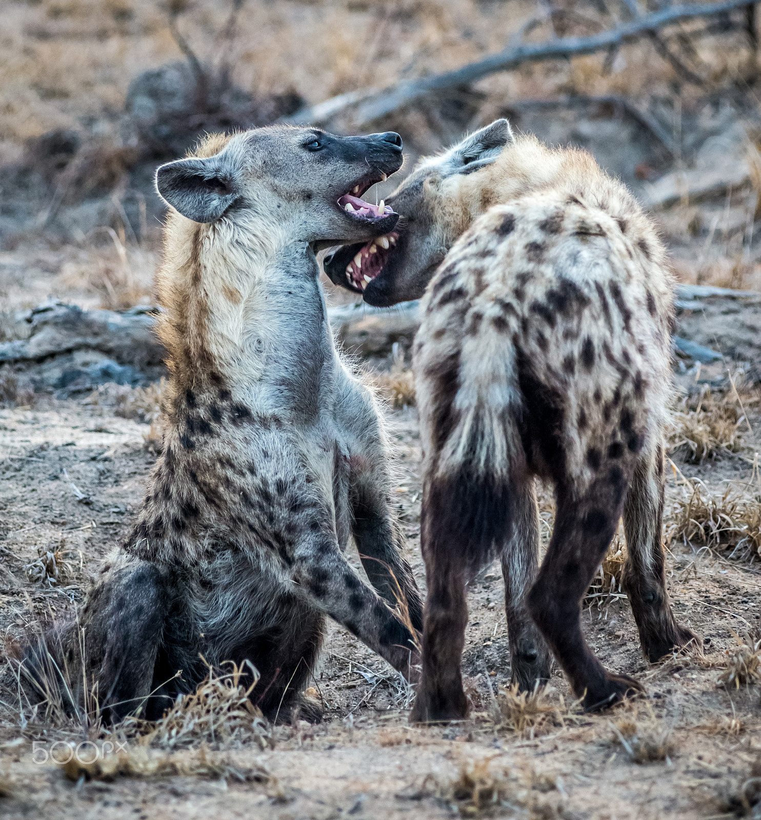 AF Zoom-Nikkor 80-200mm f/2.8 ED sample photo. Hyaenas engaging photography