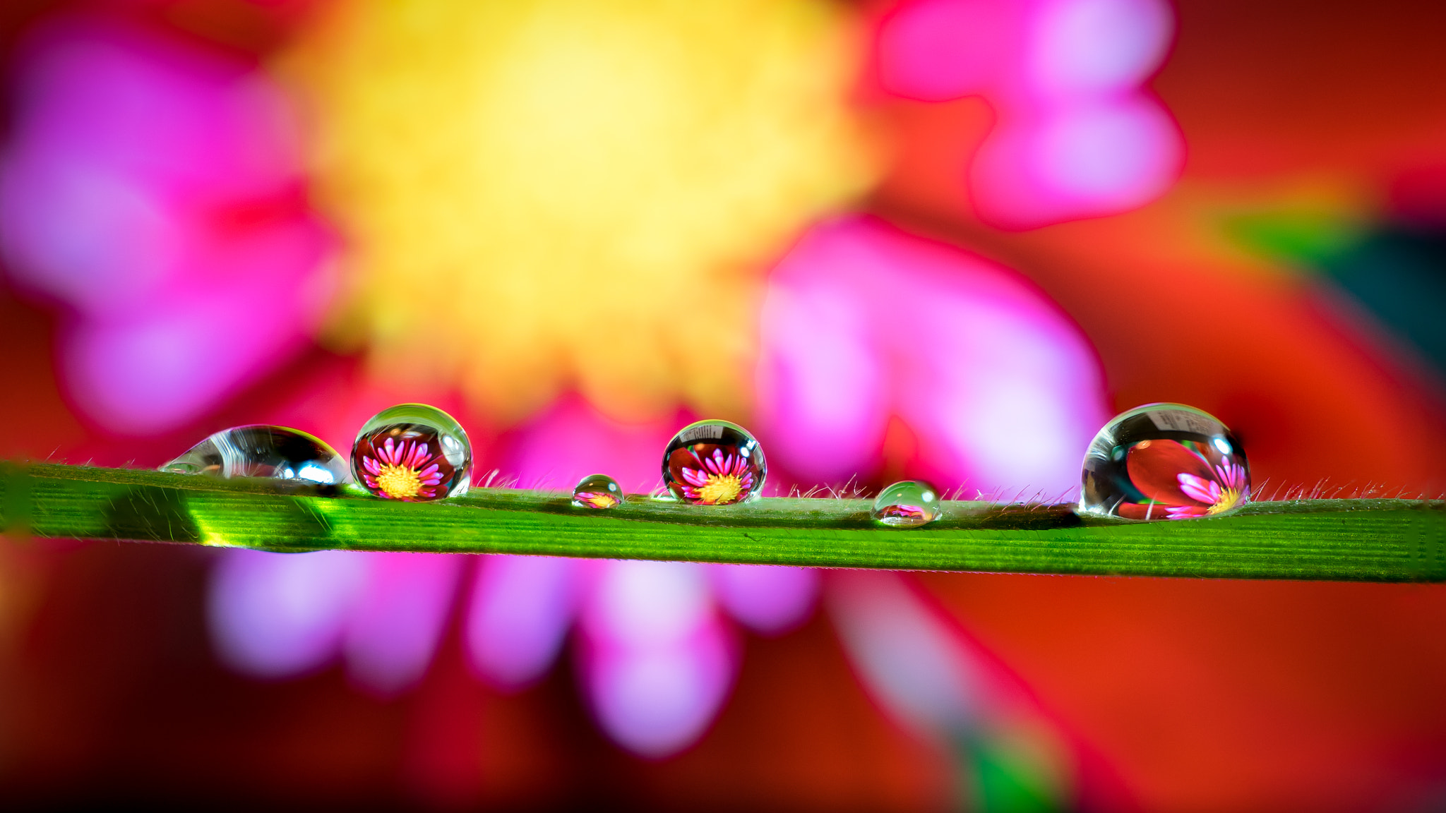 Sony a7 + Sony E 30mm F3.5 Macro sample photo. Waterdrops refraction macro photography