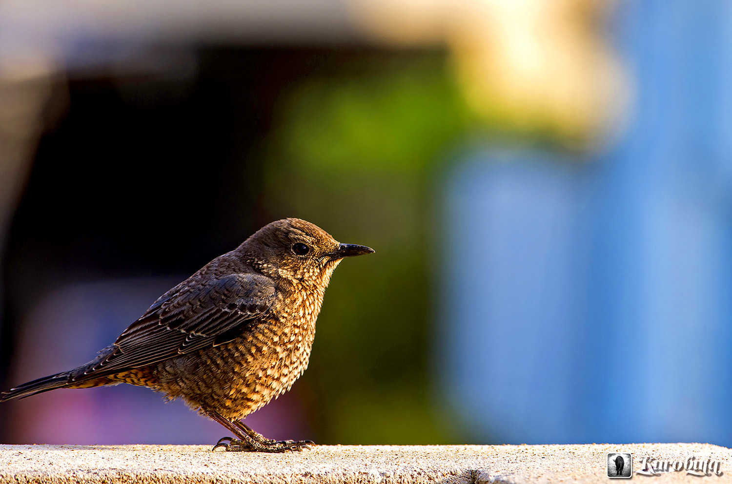 Pentax smc DA* 300mm F4.0 ED (IF) SDM sample photo. Birds living in the city photography