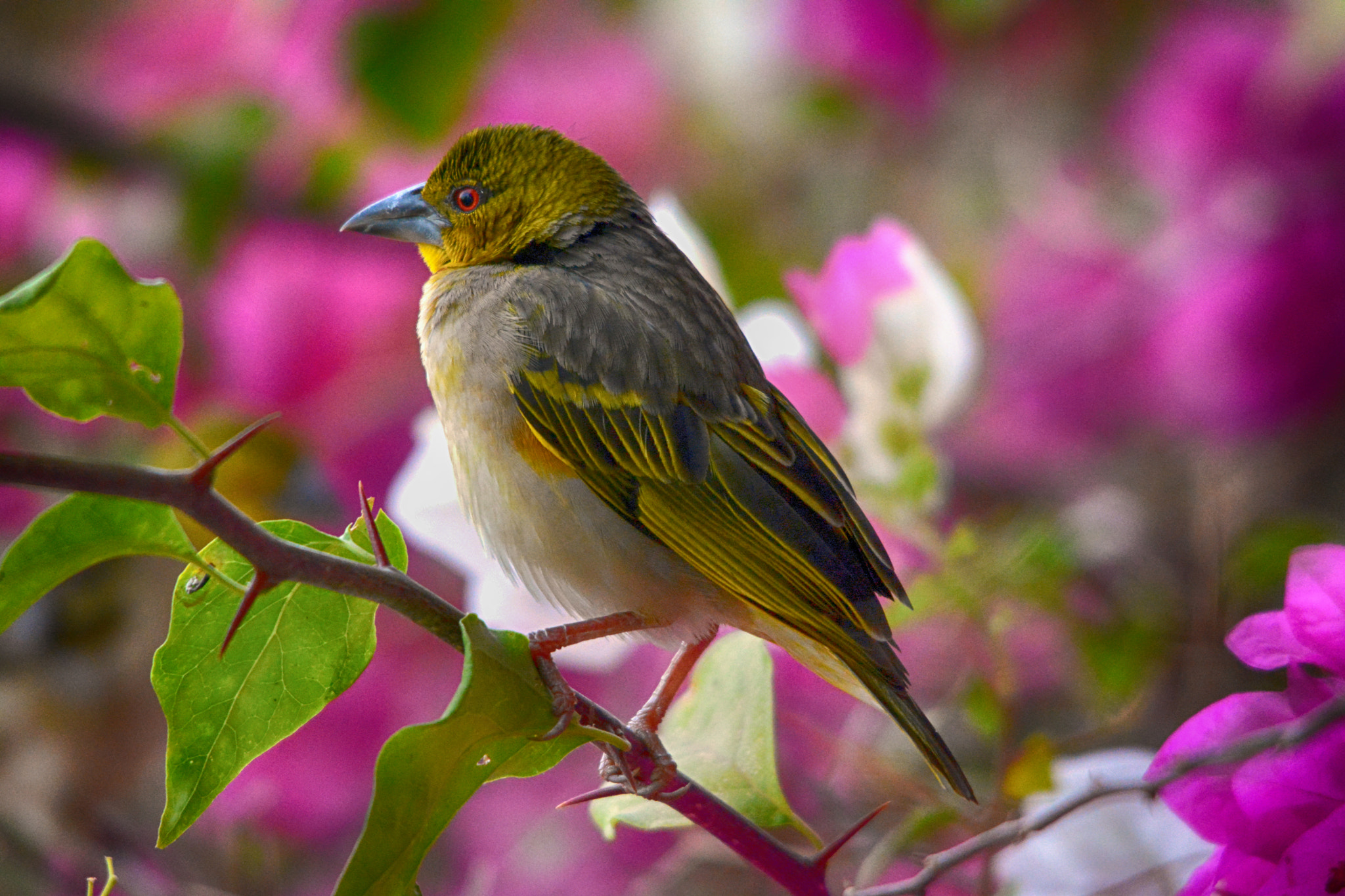 Nikon D5200 + Sigma 150-500mm F5-6.3 DG OS HSM sample photo. Ploceus cucullatus in senegal photography