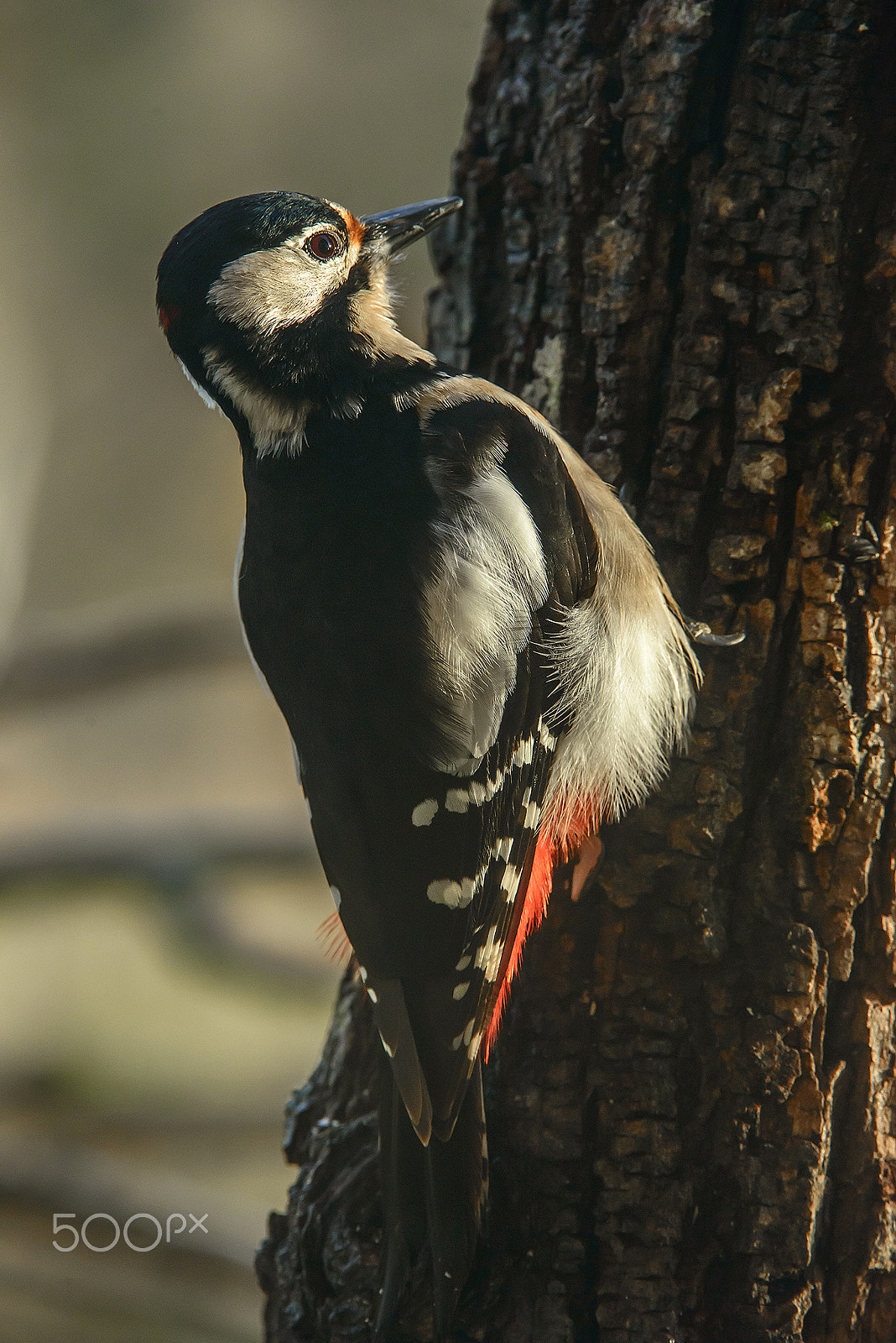 Nikon D800E + Nikon AF-S Nikkor 200-400mm F4G ED-IF VR sample photo. Great spotted woodpecker photography