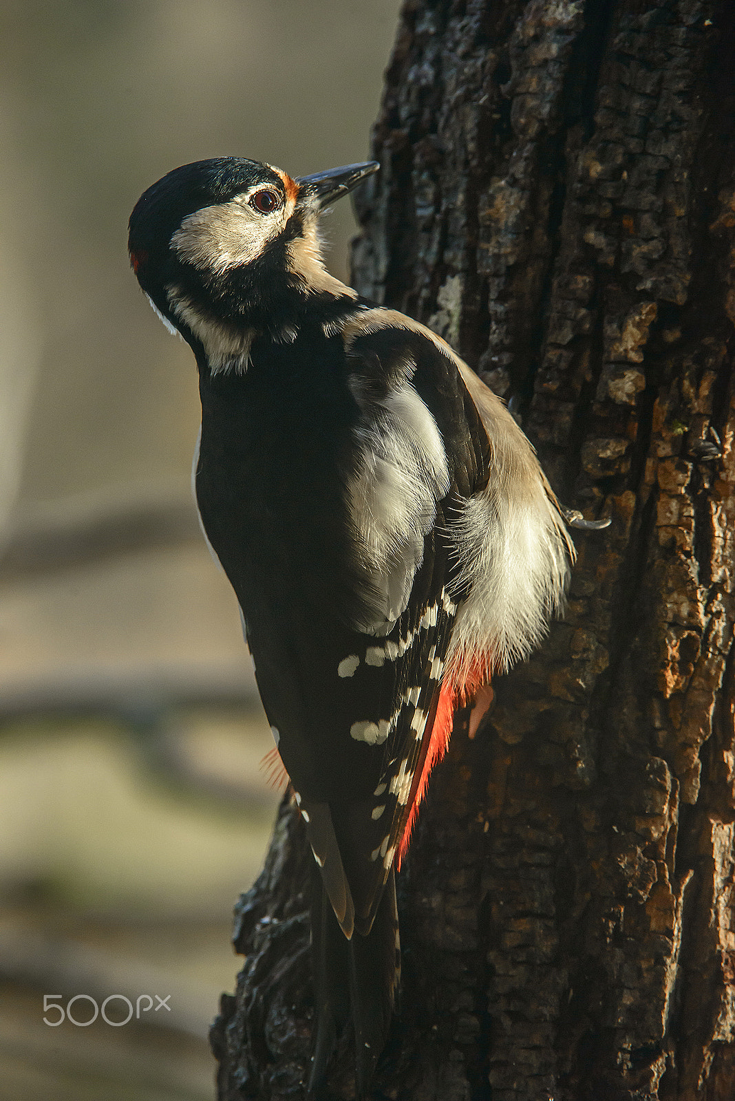 Nikon AF-S Nikkor 200-400mm F4G ED-IF VR sample photo. Great spotted woodpecker photography