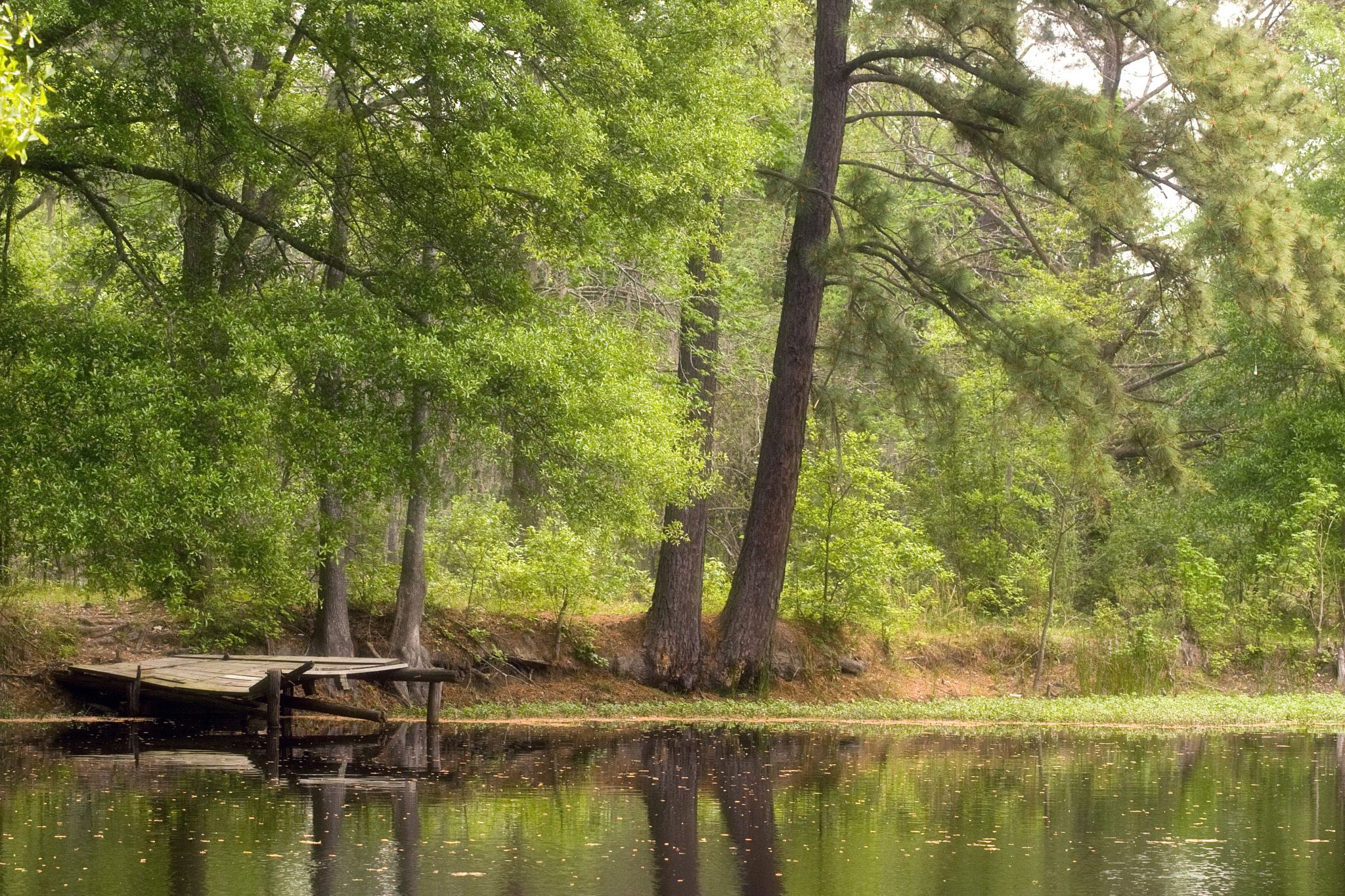 Canon EOS-1D Mark II sample photo. Woodland pond photography