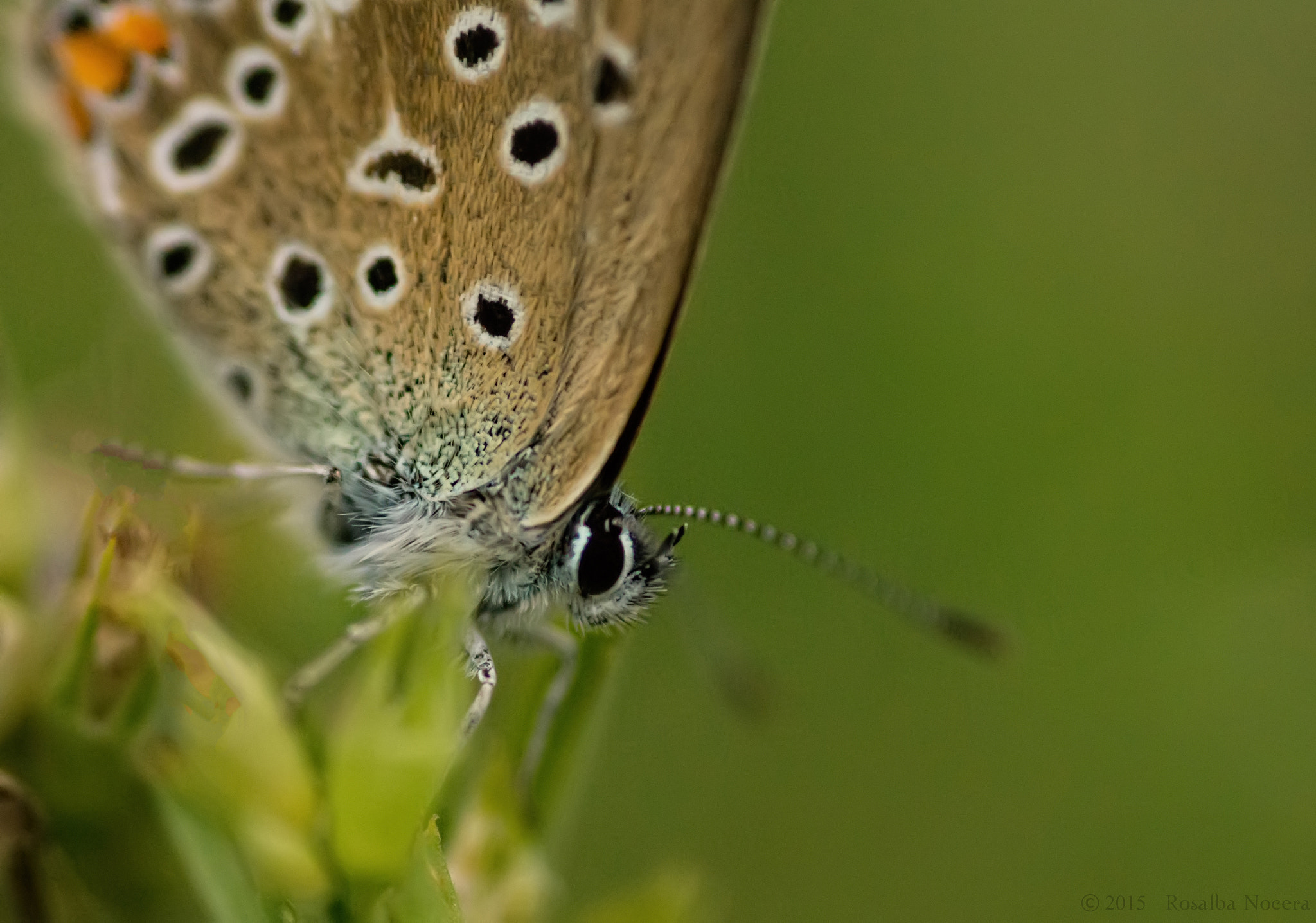 Sony SLT-A58 + Sigma AF 105mm F2.8 EX [DG] Macro sample photo. Butterfly photography