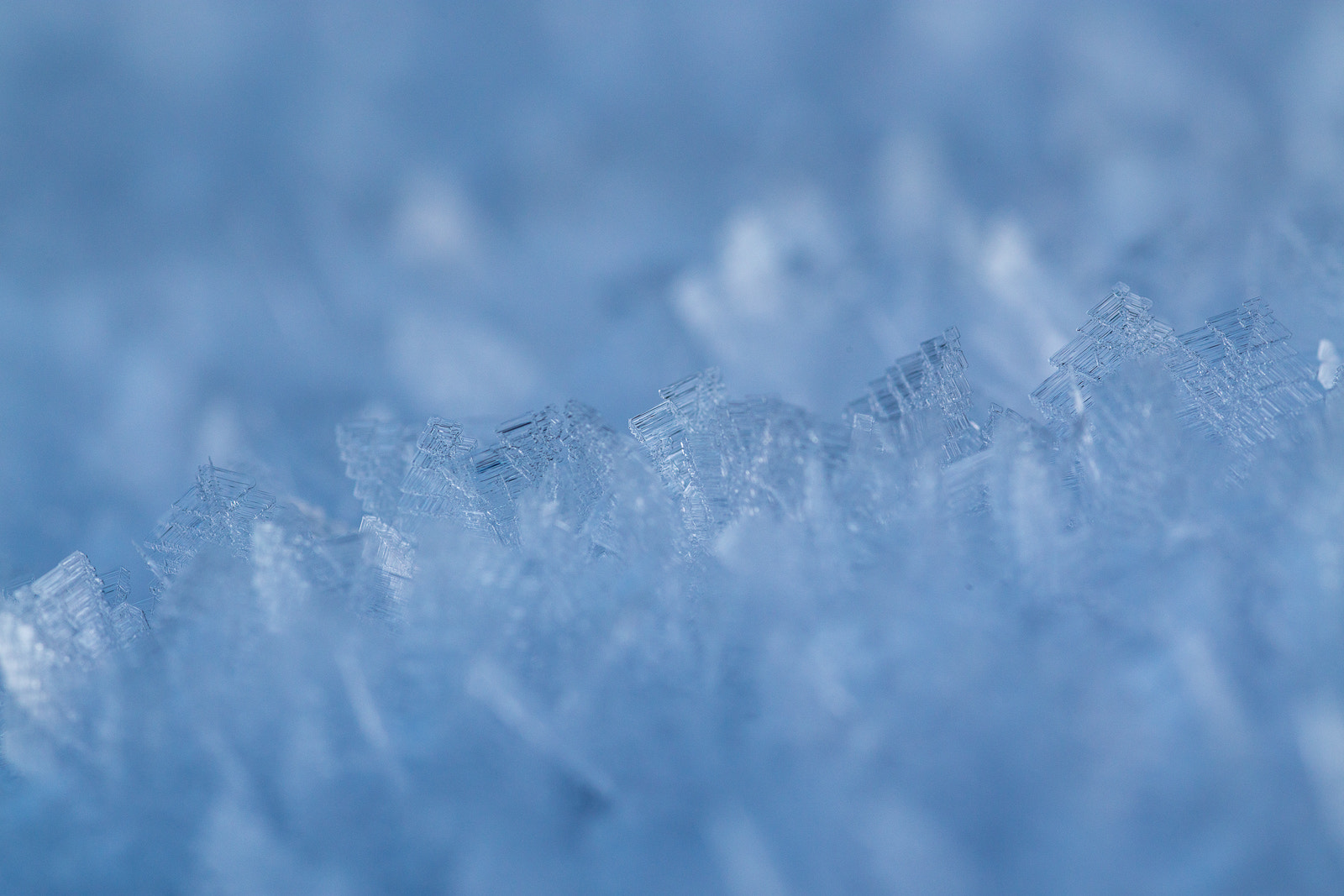 Canon EOS 6D + Sigma 105mm F2.8 EX DG Macro sample photo. Trees of ice photography