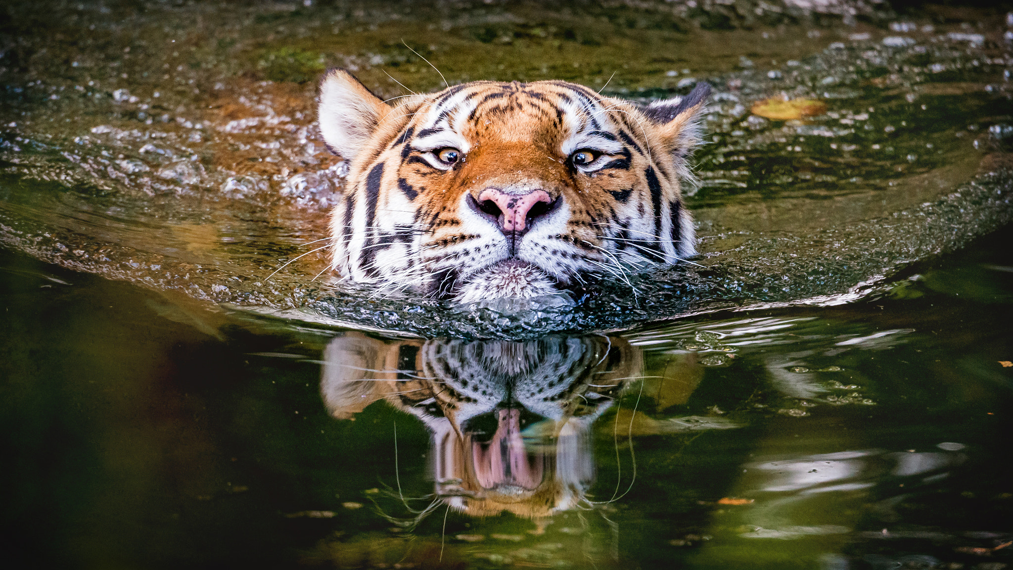 Nikon D600 sample photo. There comes the tiger... photography