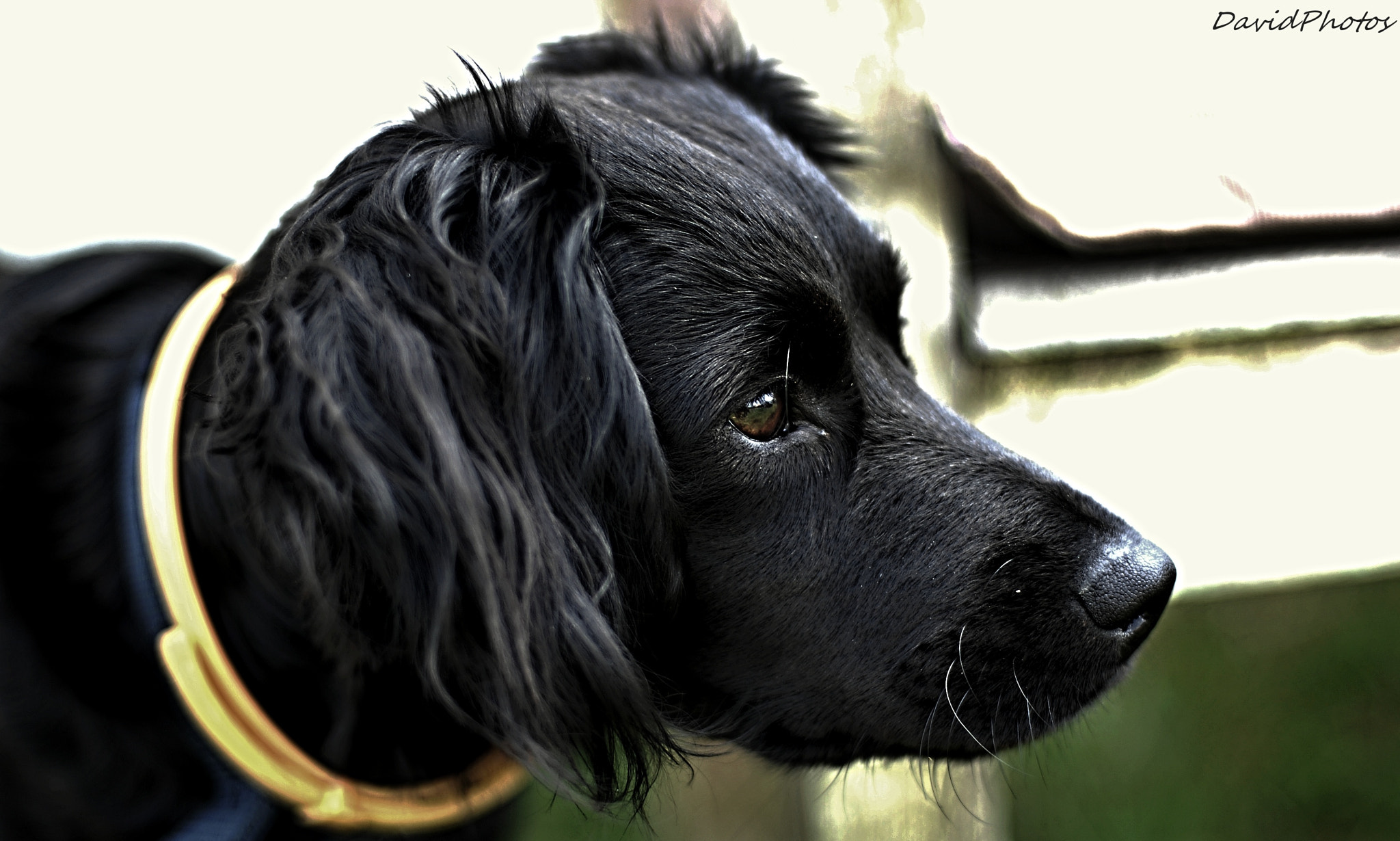 Nikon D2Xs + Nikon AF Nikkor 50mm F1.4D sample photo. Dog.iii photography