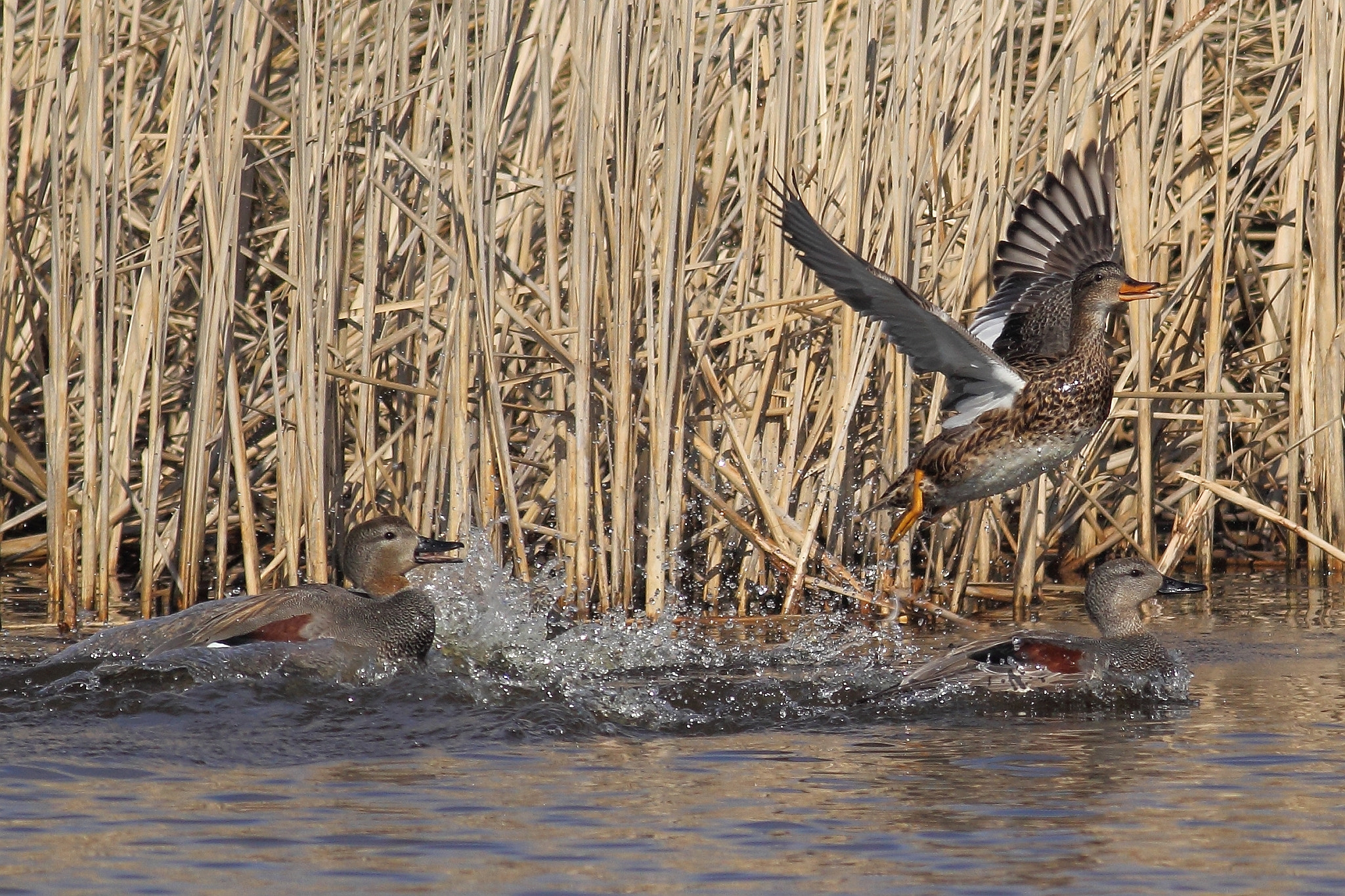 Canon EOS 60D + Canon EF 400mm F5.6L USM sample photo. Gadwall photography
