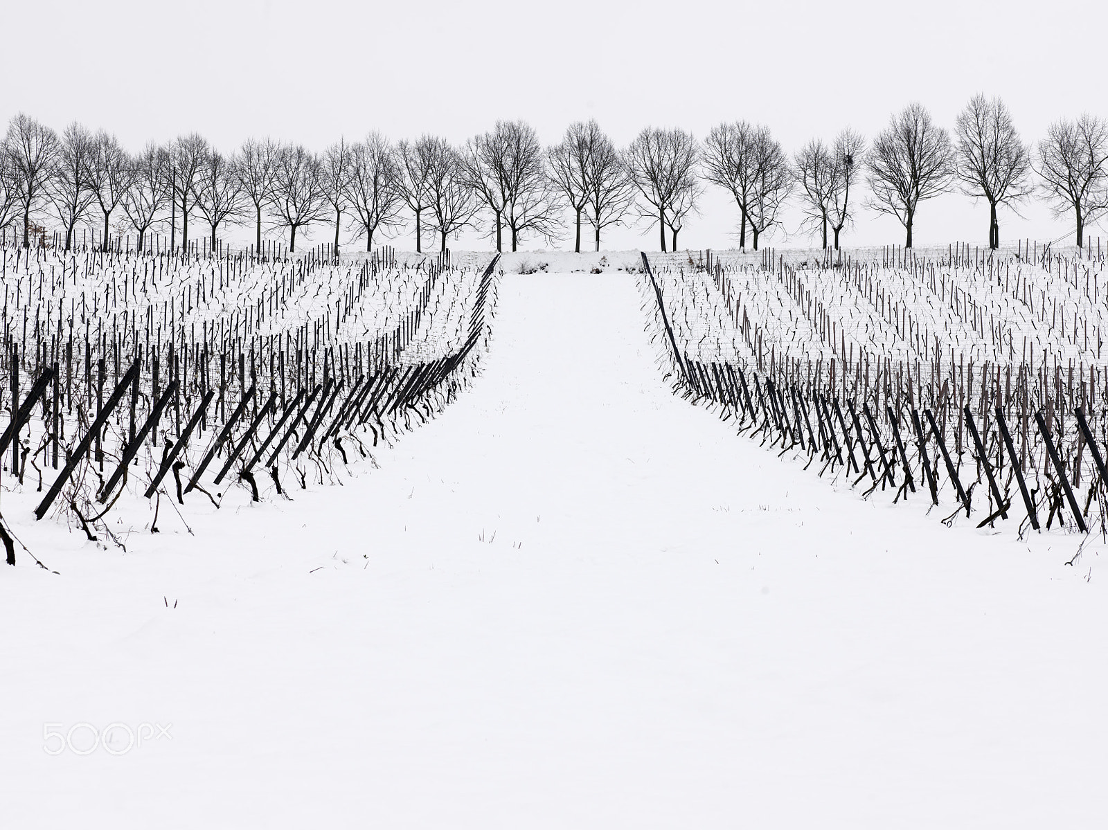 HC 100 sample photo. The two vineyards after the snow photography