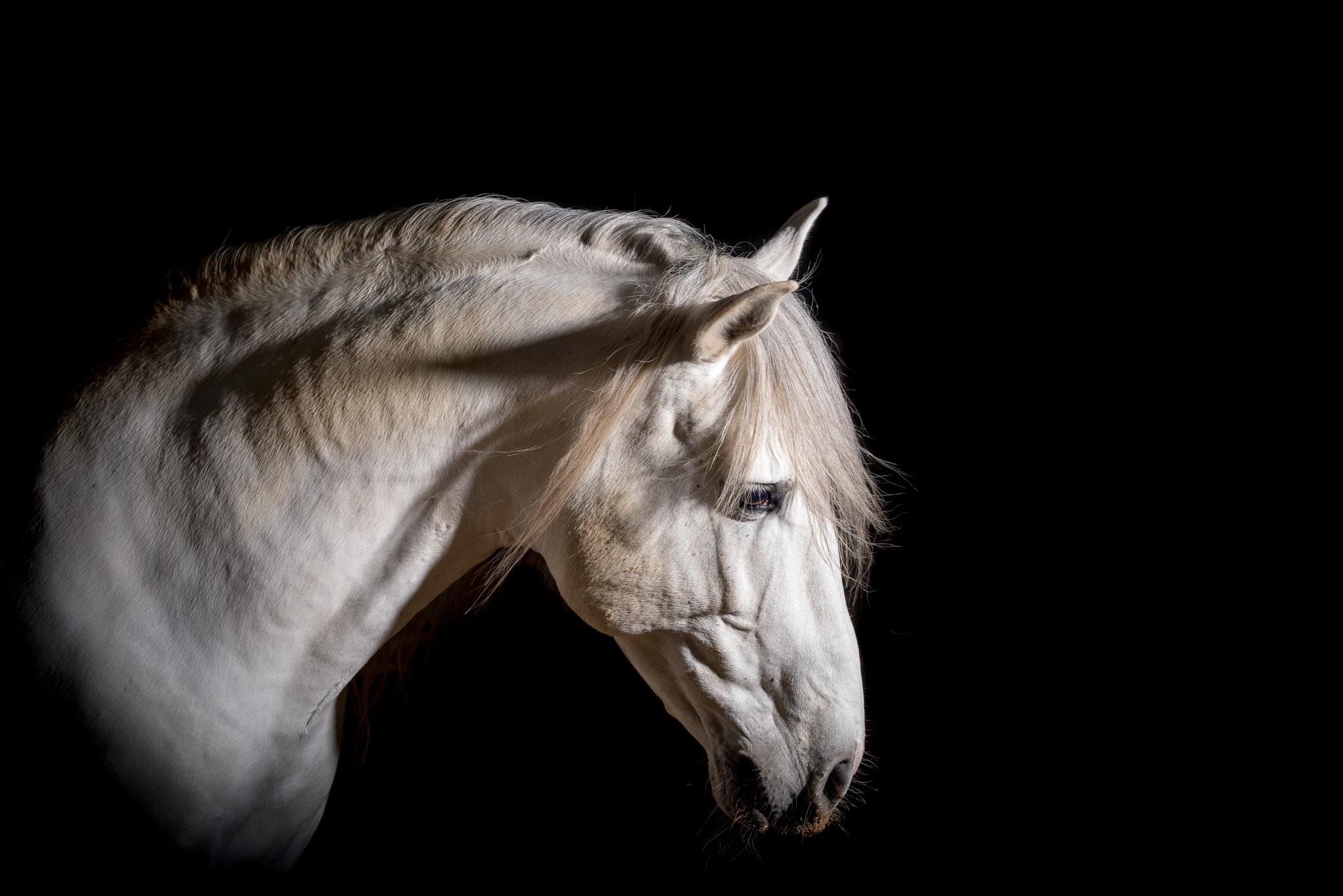 Nikon D800E + Nikon AF-S Nikkor 58mm F1.4G sample photo. Portrait of albastros z photography