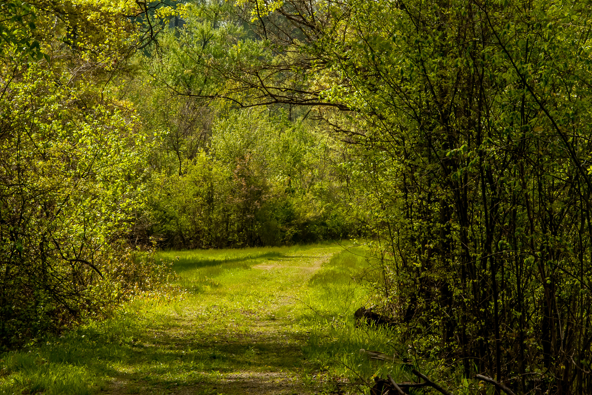 Pentax K100D sample photo. Road to the river photography