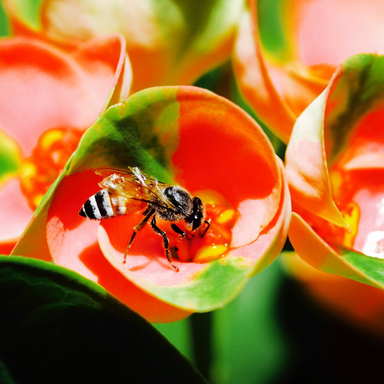 Canon EF-S 60mm F2.8 Macro USM sample photo. Colorful ... photography