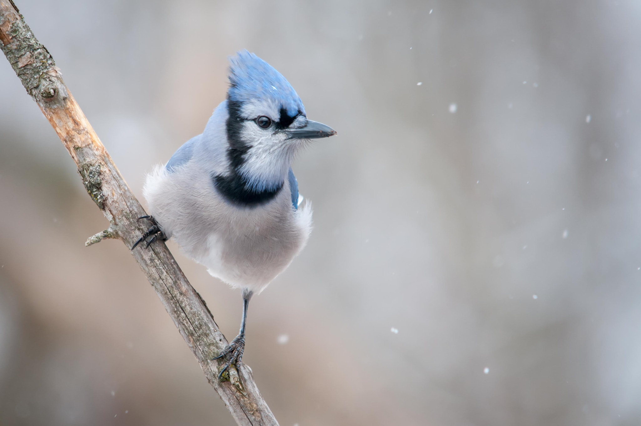 Sigma 150-500mm F5-6.3 DG OS HSM sample photo. Blue jay photography