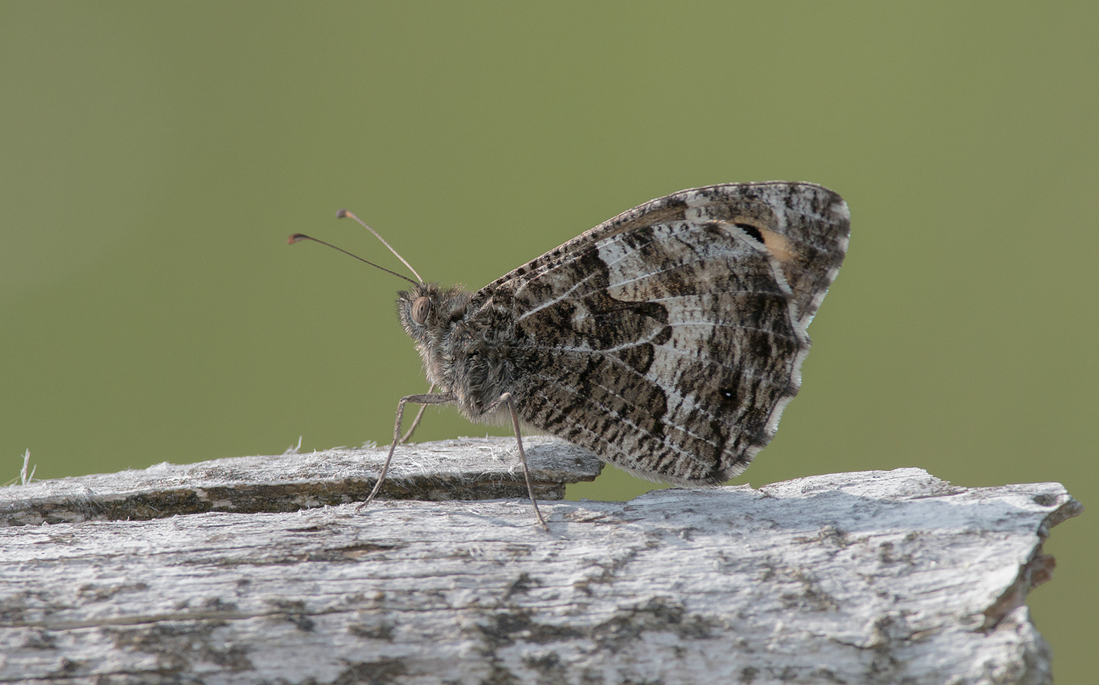 Nikon AF-S Nikkor 300mm F2.8G ED-IF VR sample photo. Past summers butterfly photography