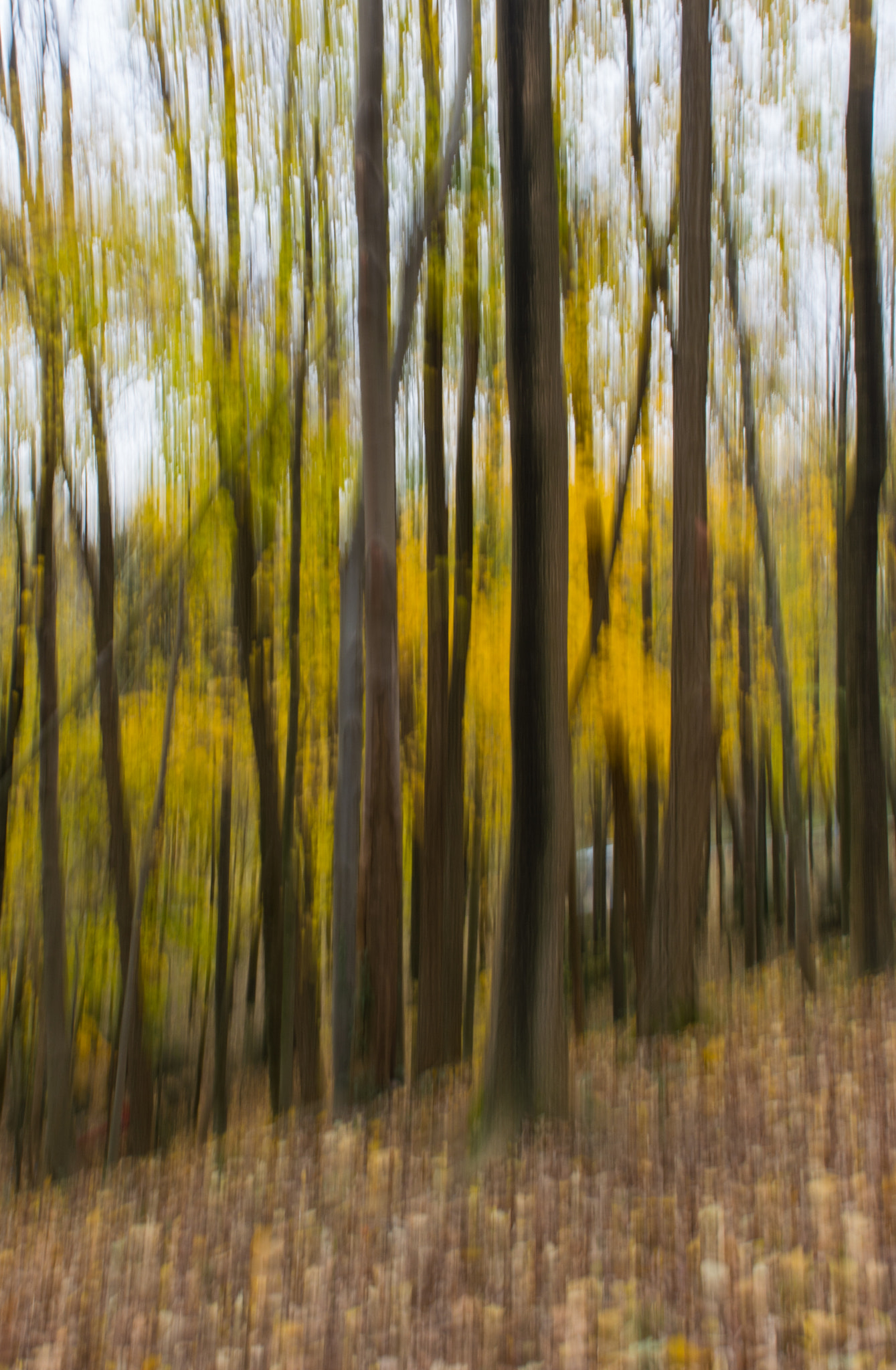Tamron SP 24-70mm F2.8 Di VC USD sample photo. Monet photography