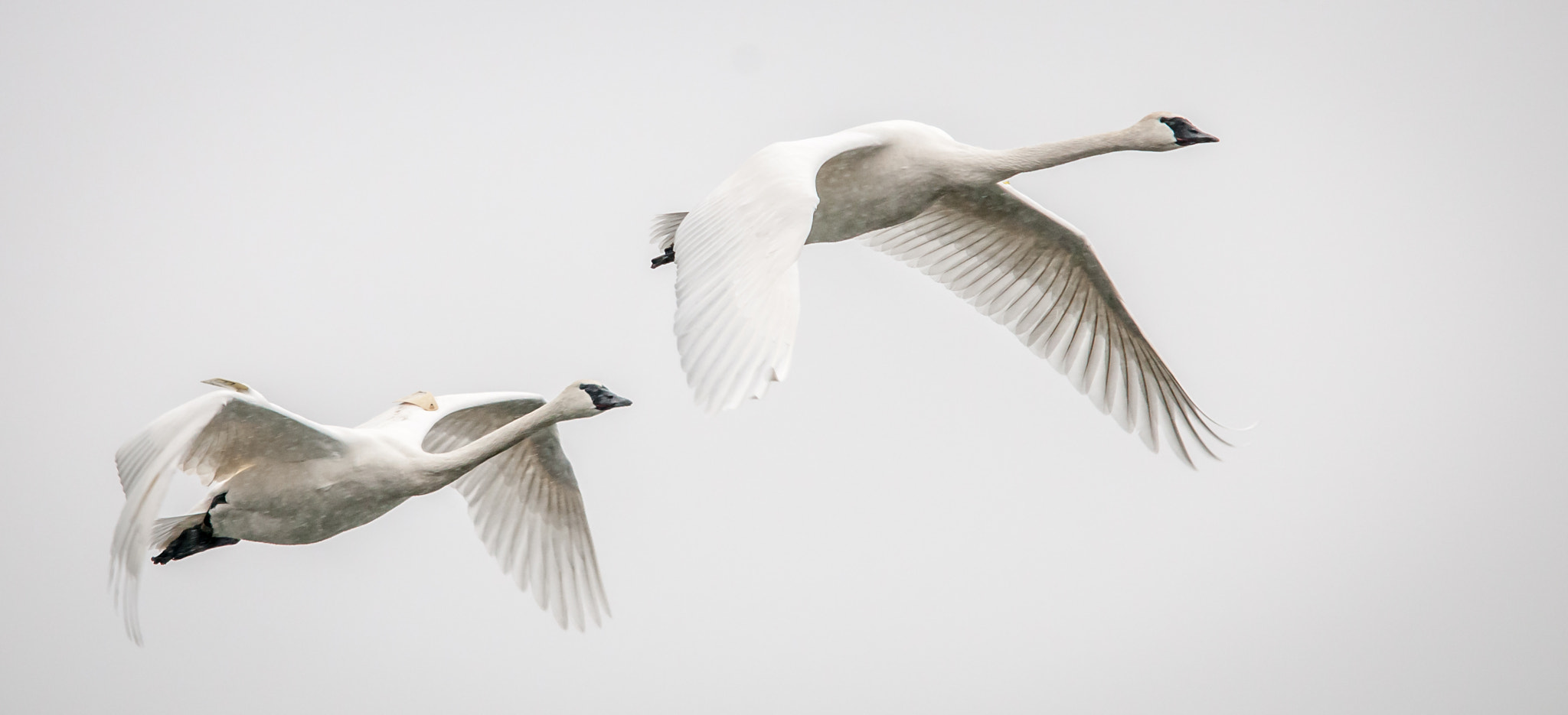 Sigma 150-500mm F5-6.3 DG OS HSM sample photo. Pair of swans photography
