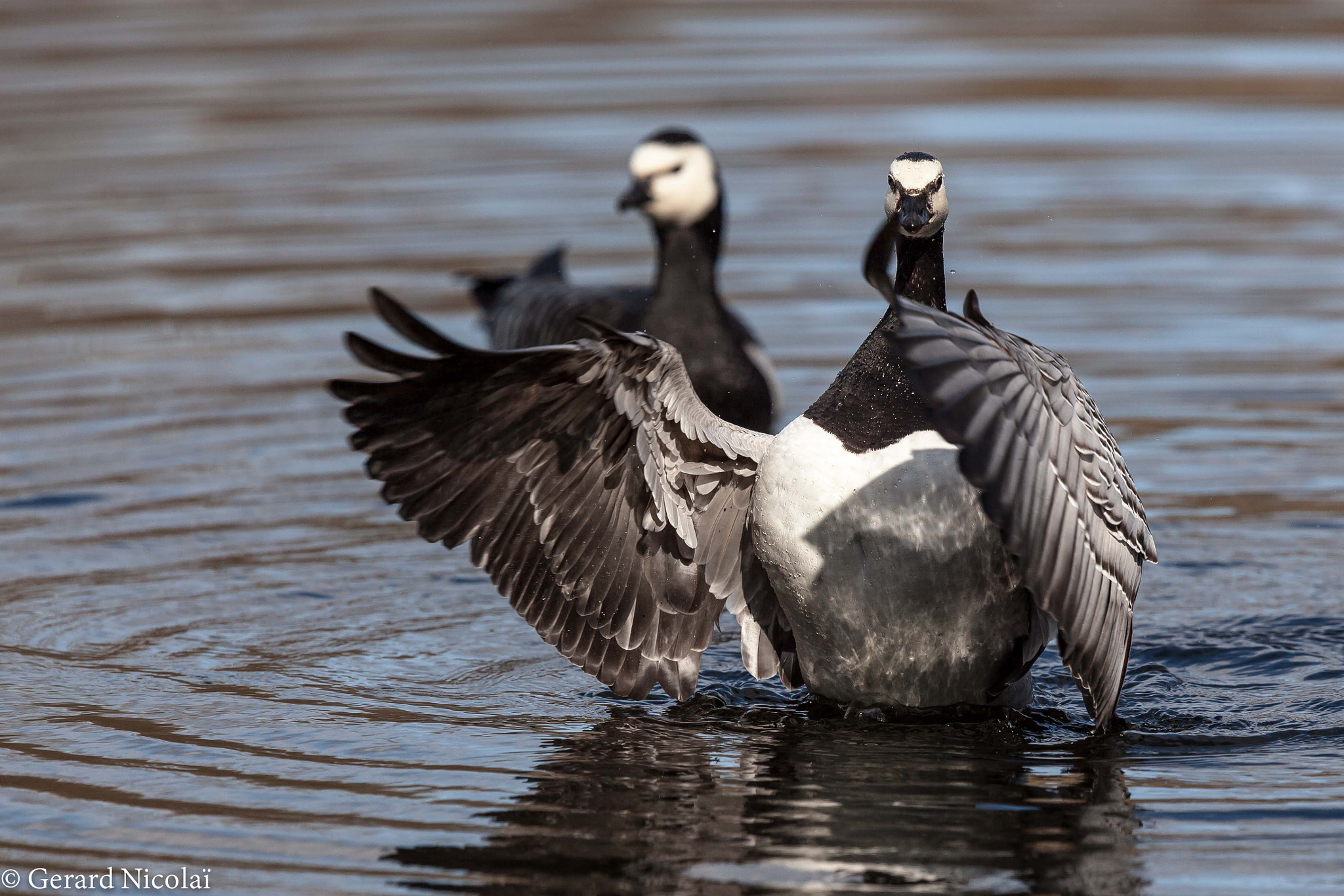 Canon EF 300mm F2.8L IS USM sample photo. Barnacle goose photography