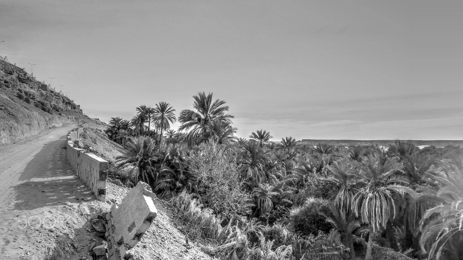 Sony Cyber-shot DSC-TX10 sample photo. Palm grove photography