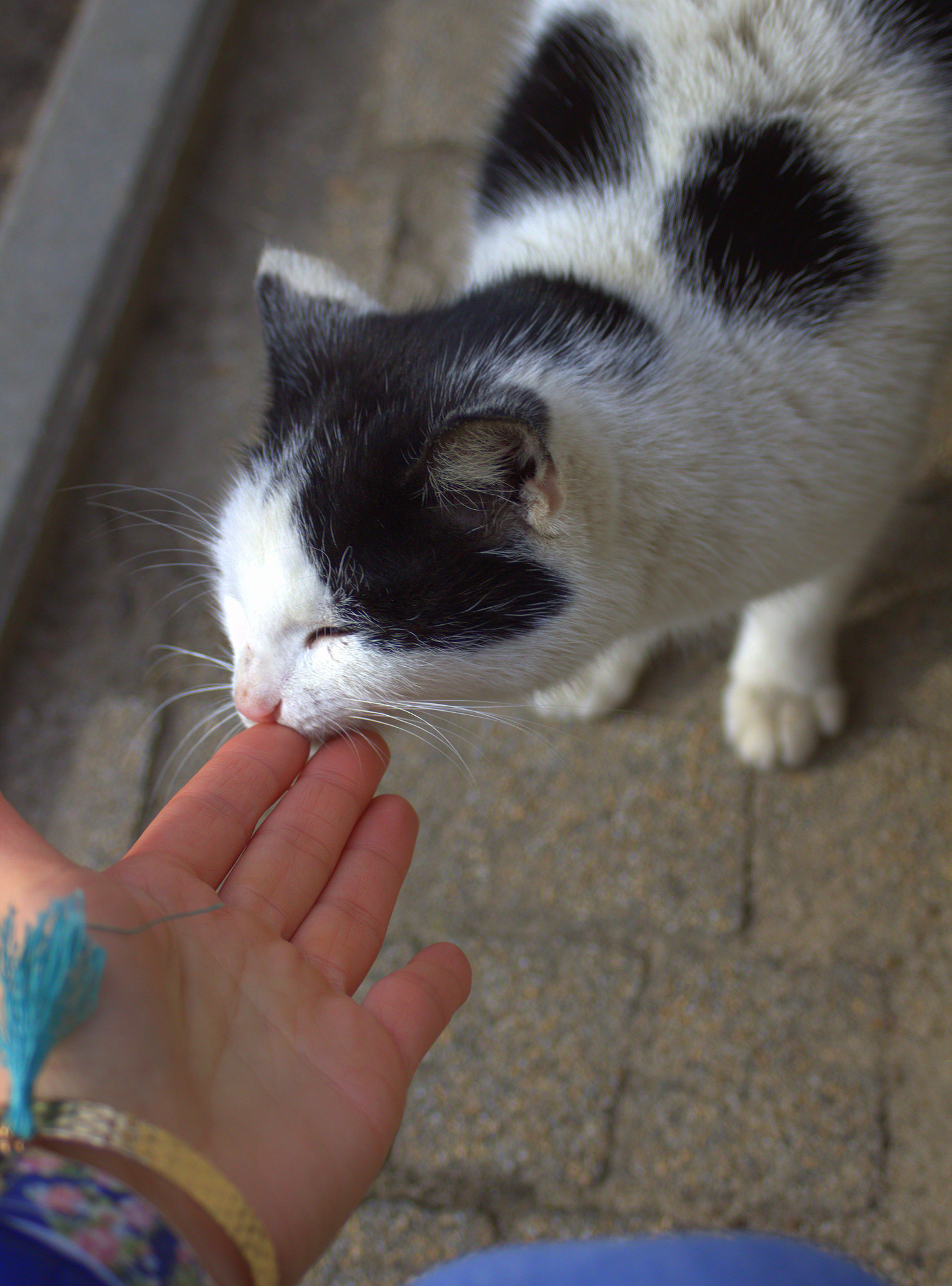 Canon EF 28-90mm f/4-5.6 sample photo. Cat photography