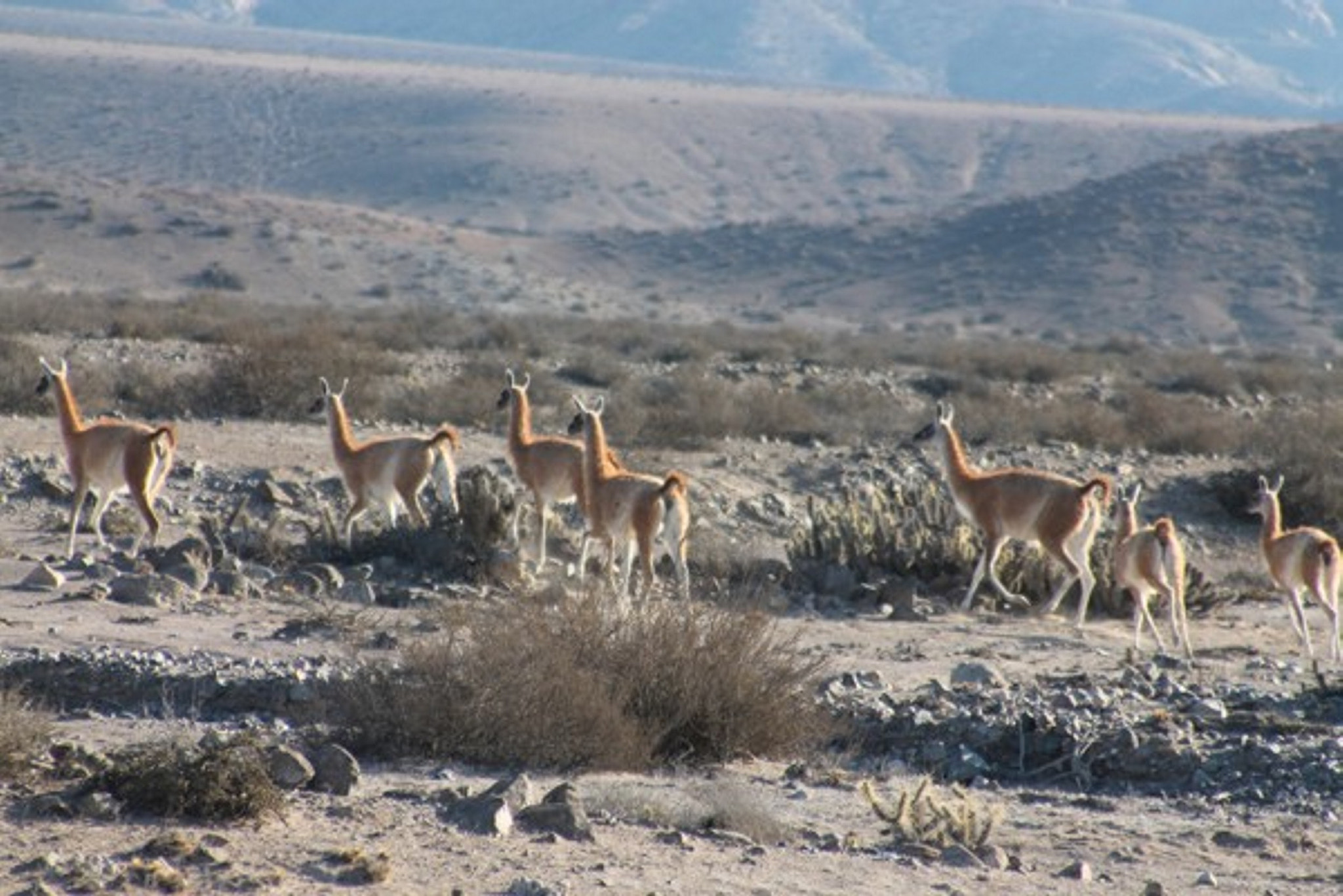 Canon EF 28-200mm F3.5-5.6 USM sample photo. Guanacos family ... photography