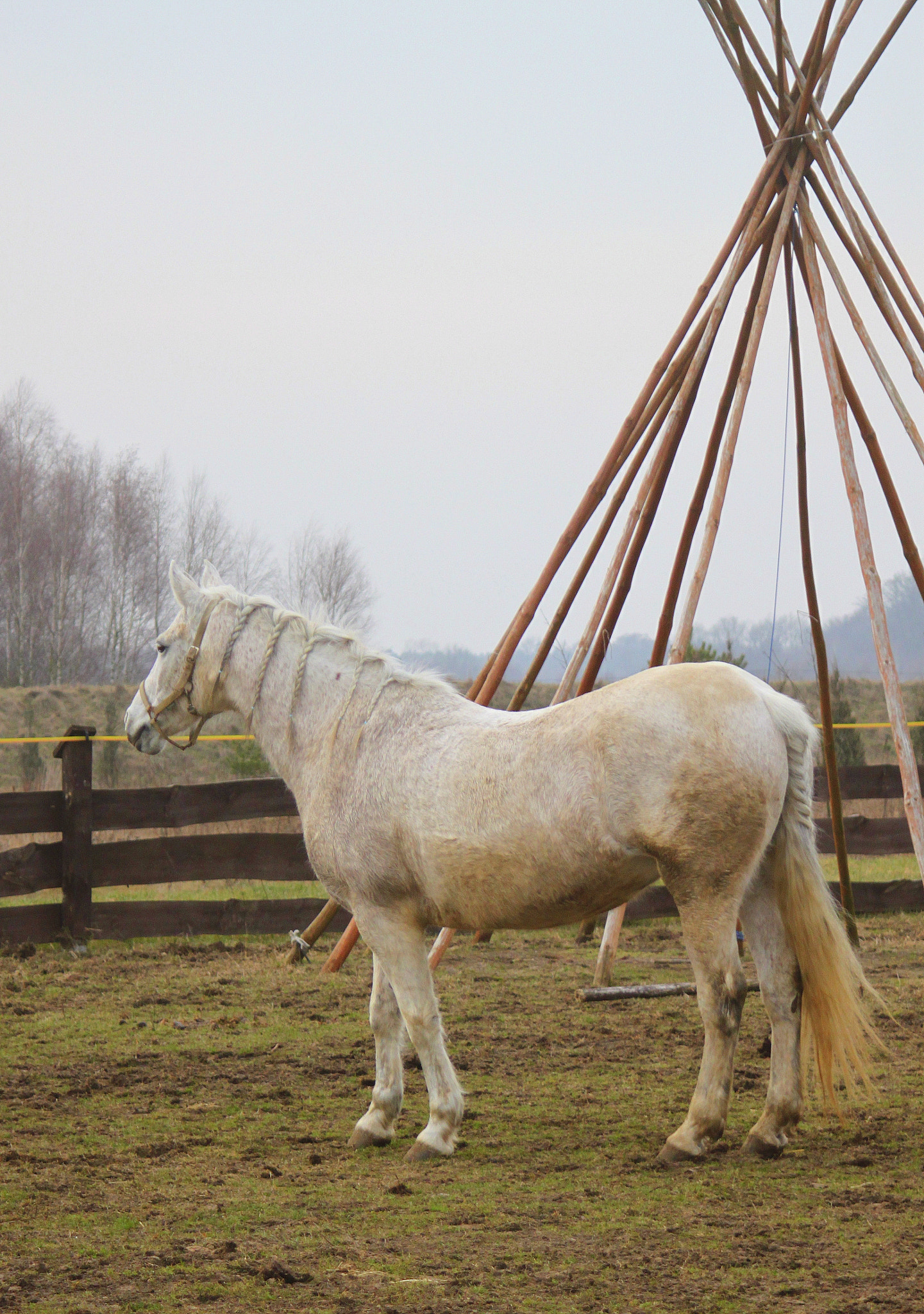 Canon EF 28-90mm f/4-5.6 sample photo. Horse photography