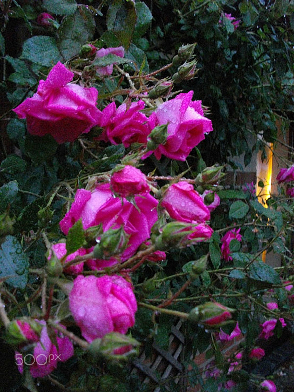 Pentax Optio E60 sample photo. Late afternoon in the garden after the rain photography