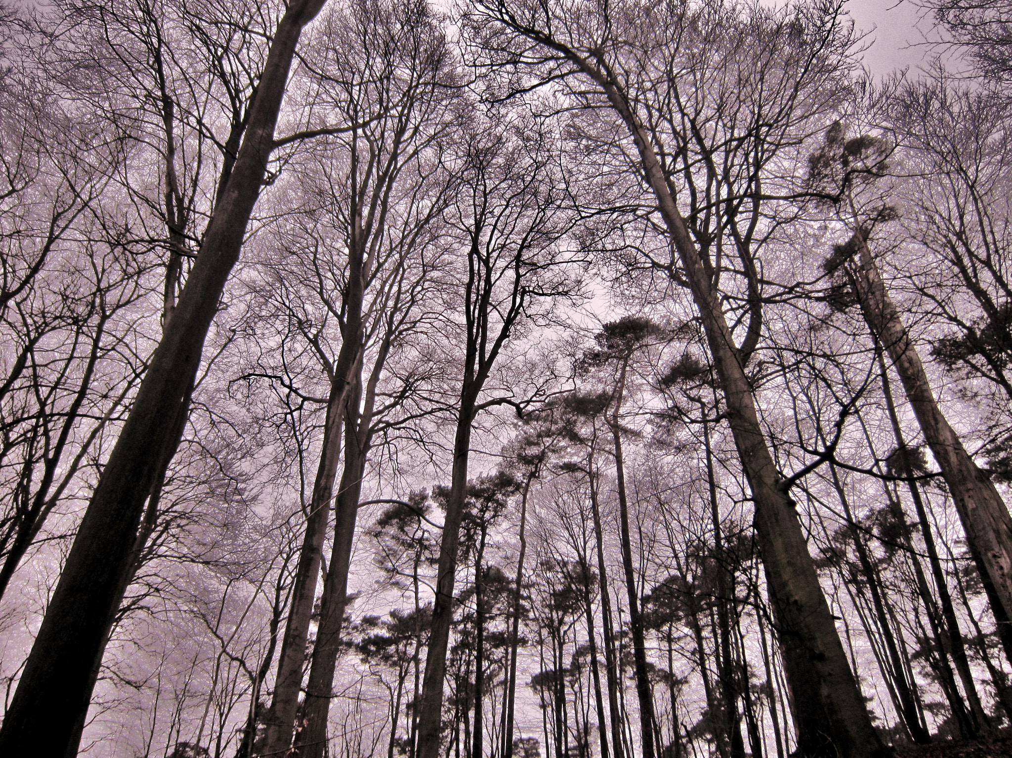 Canon PowerShot A3200 IS sample photo. Sonian wood photography
