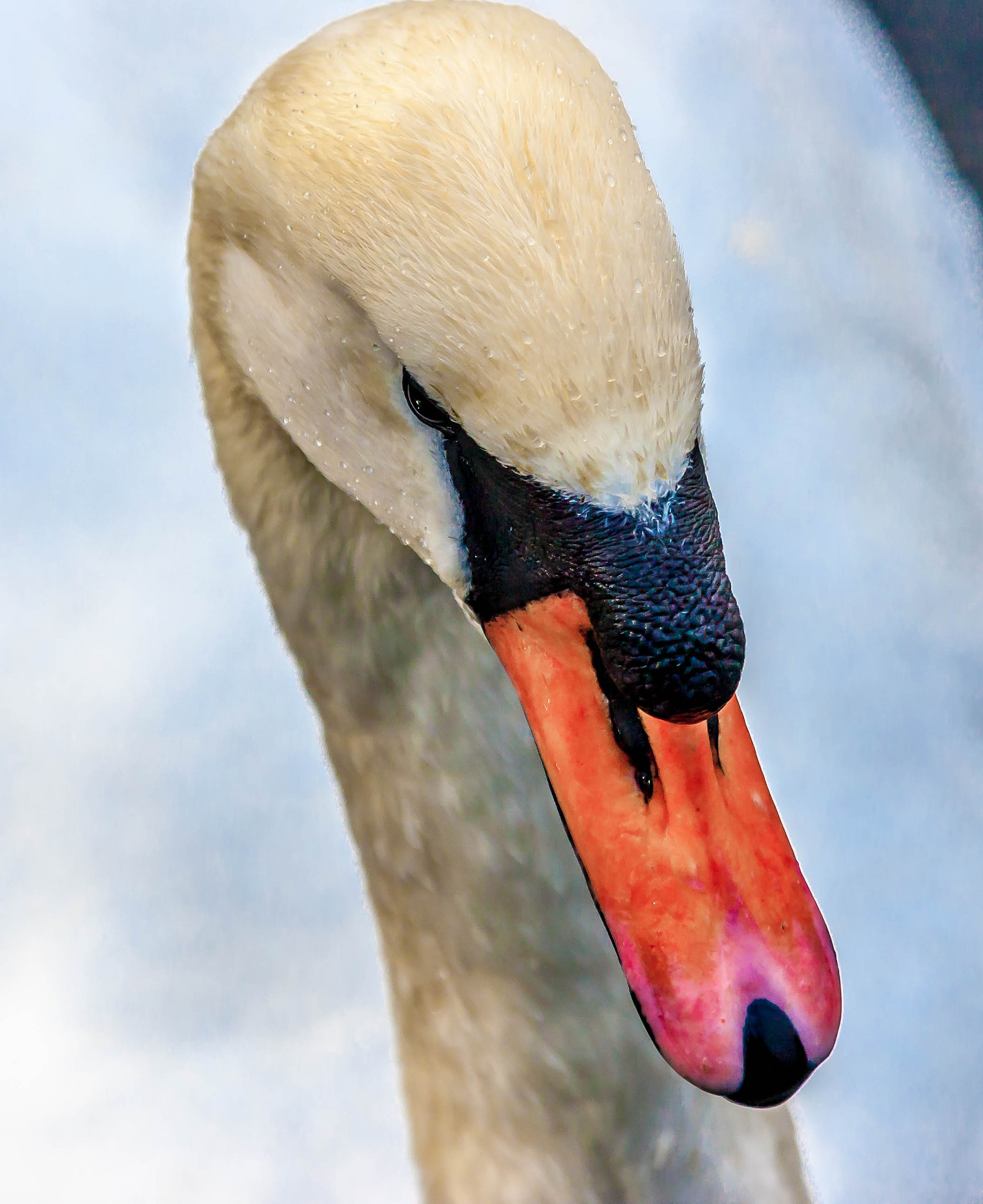 Canon EOS-1D Mark III sample photo. Swan photography