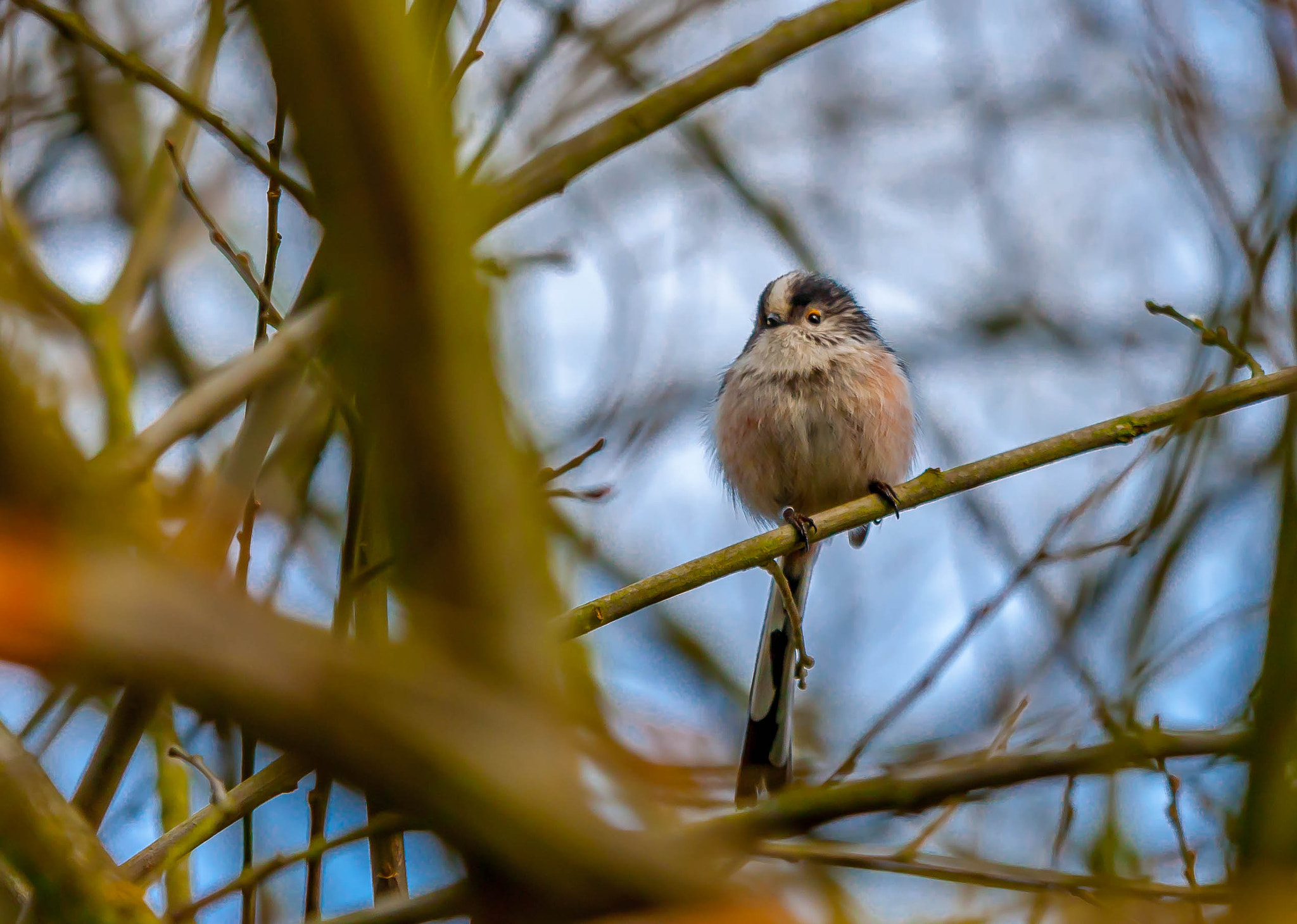 Canon EOS-1D Mark III sample photo. Long tailed tit photography
