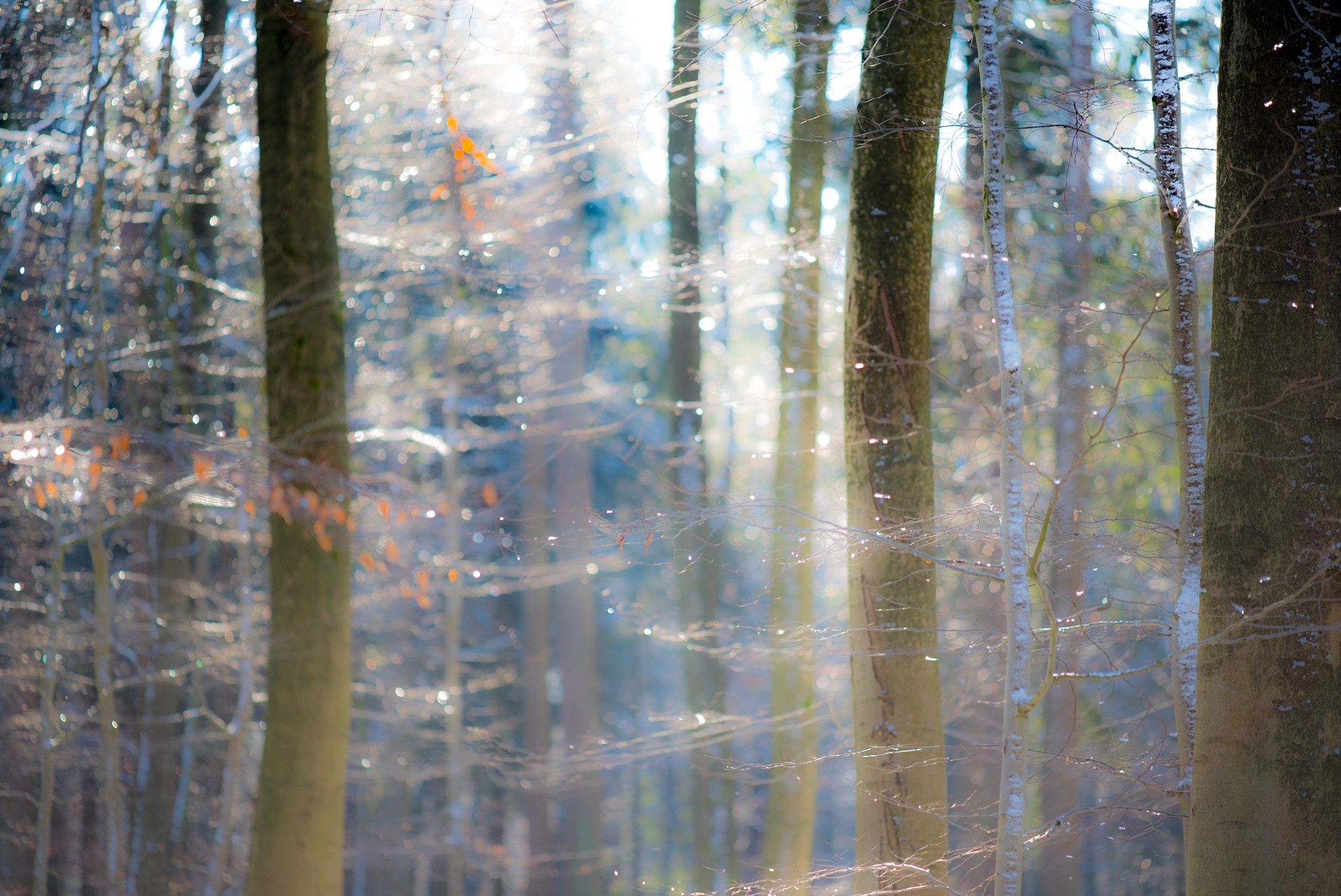 ZEISS Apo Sonnar T* 135mm F2 sample photo. In the forest near hamburg photography