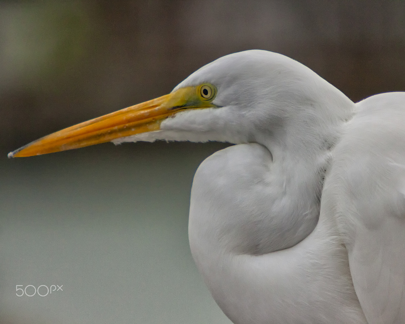 Canon EF 70-200mm F2.8L IS USM sample photo. Egret photography