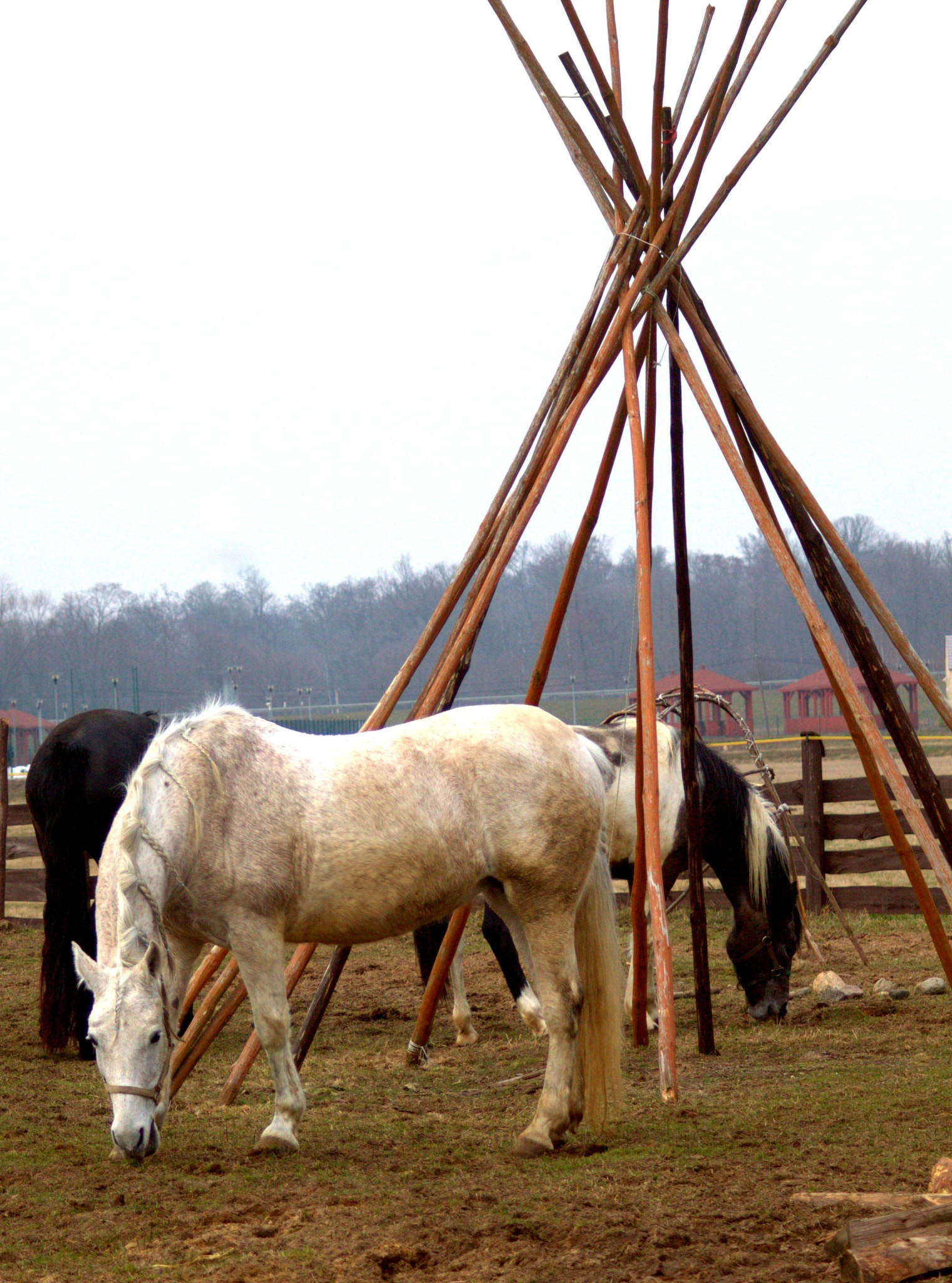 Canon EF 28-90mm f/4-5.6 sample photo. Horse photography