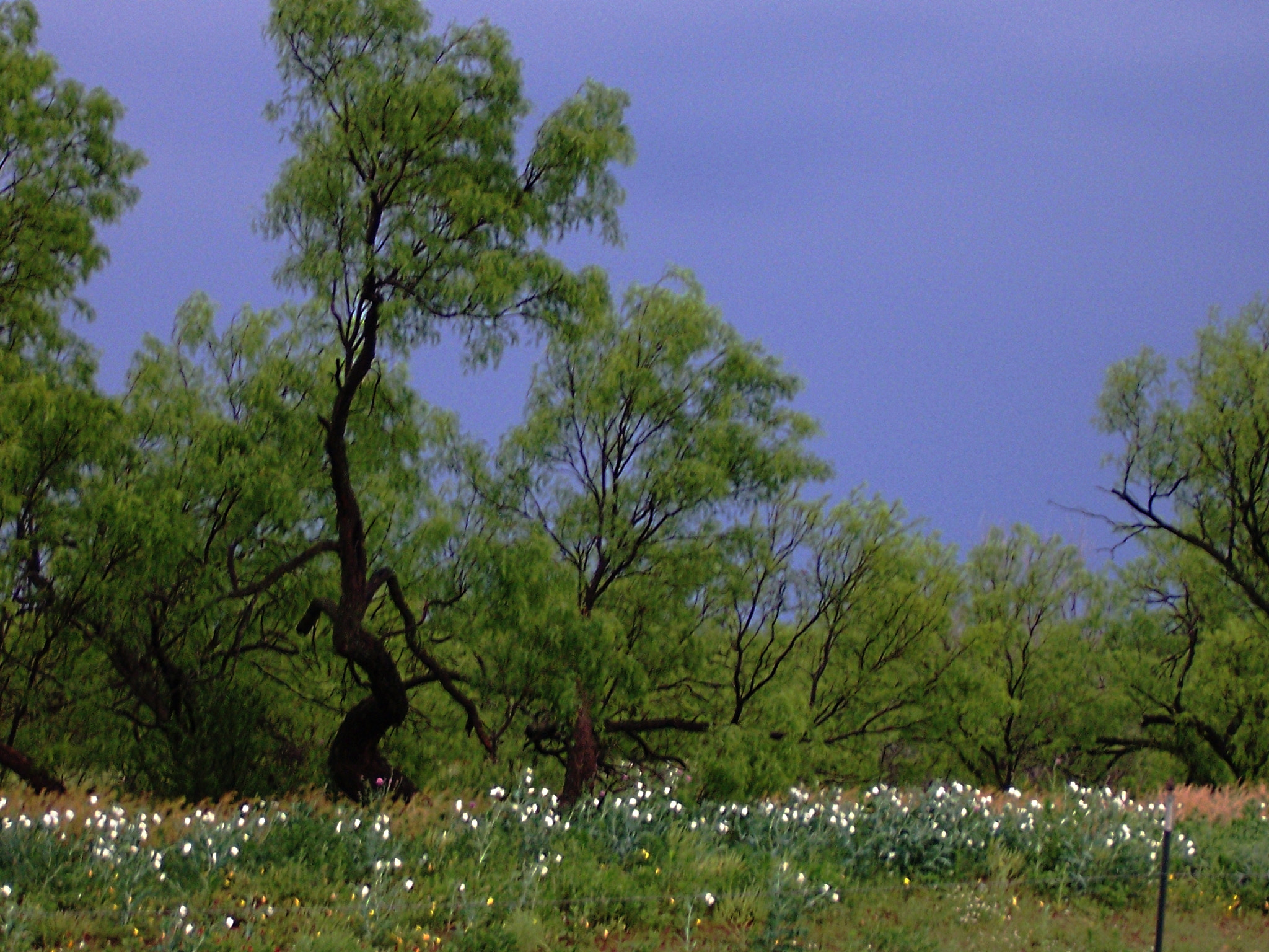 Kodak Z730 ZOOM DIGITAL CAMERA sample photo. Creepy tree, dancing in the rain photography